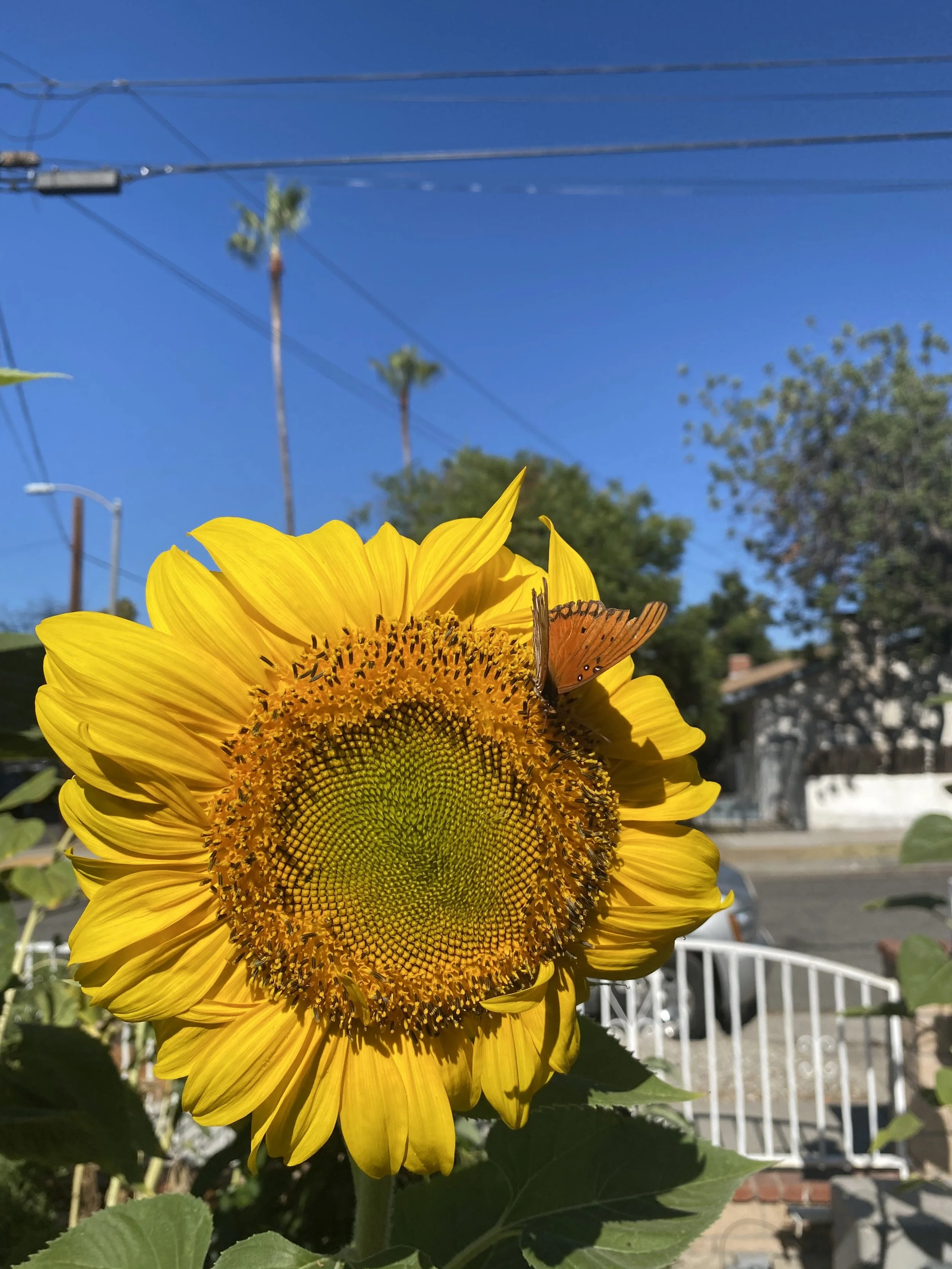 Close-up of a yellow sunflower with a monarch butterfly on its petals, against a background of blue sky, trees, and power lines.