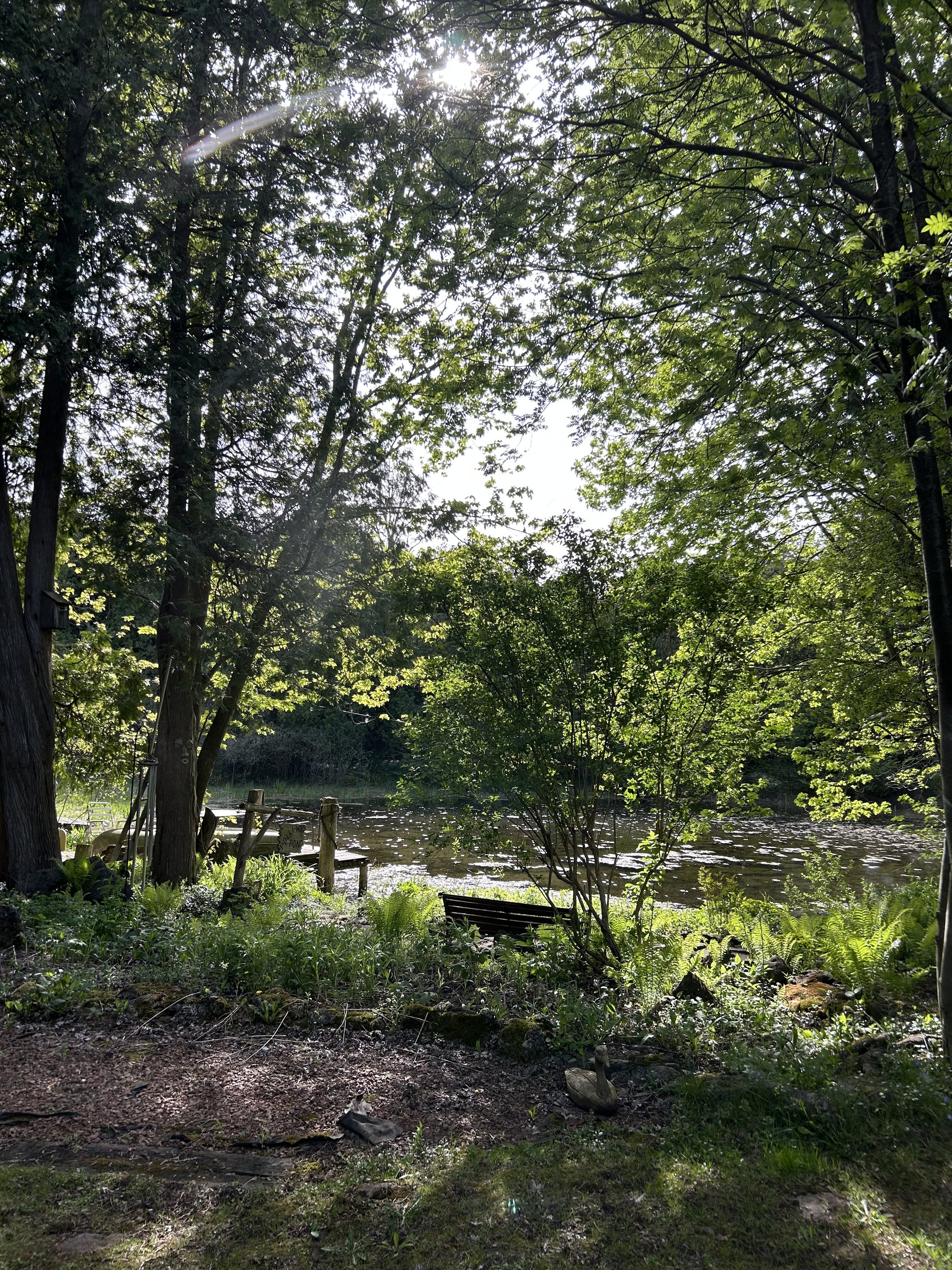 view from the cabin of the pond