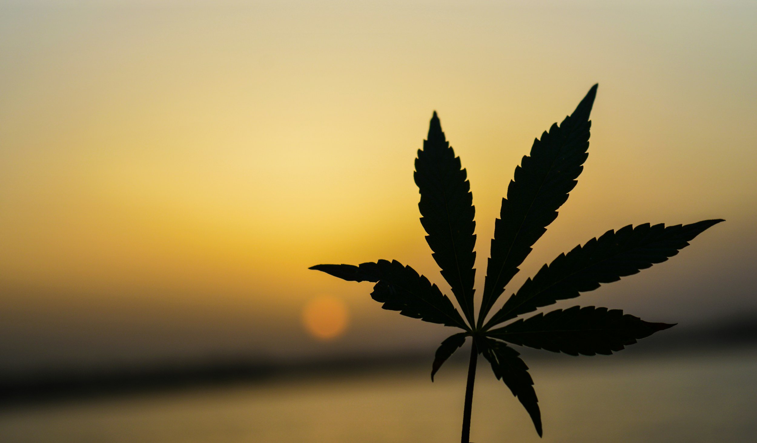 Texas Hemp Compliance in 2026, What Bars, Restaurants, Retailers, and Brand Owners Need to Do Now