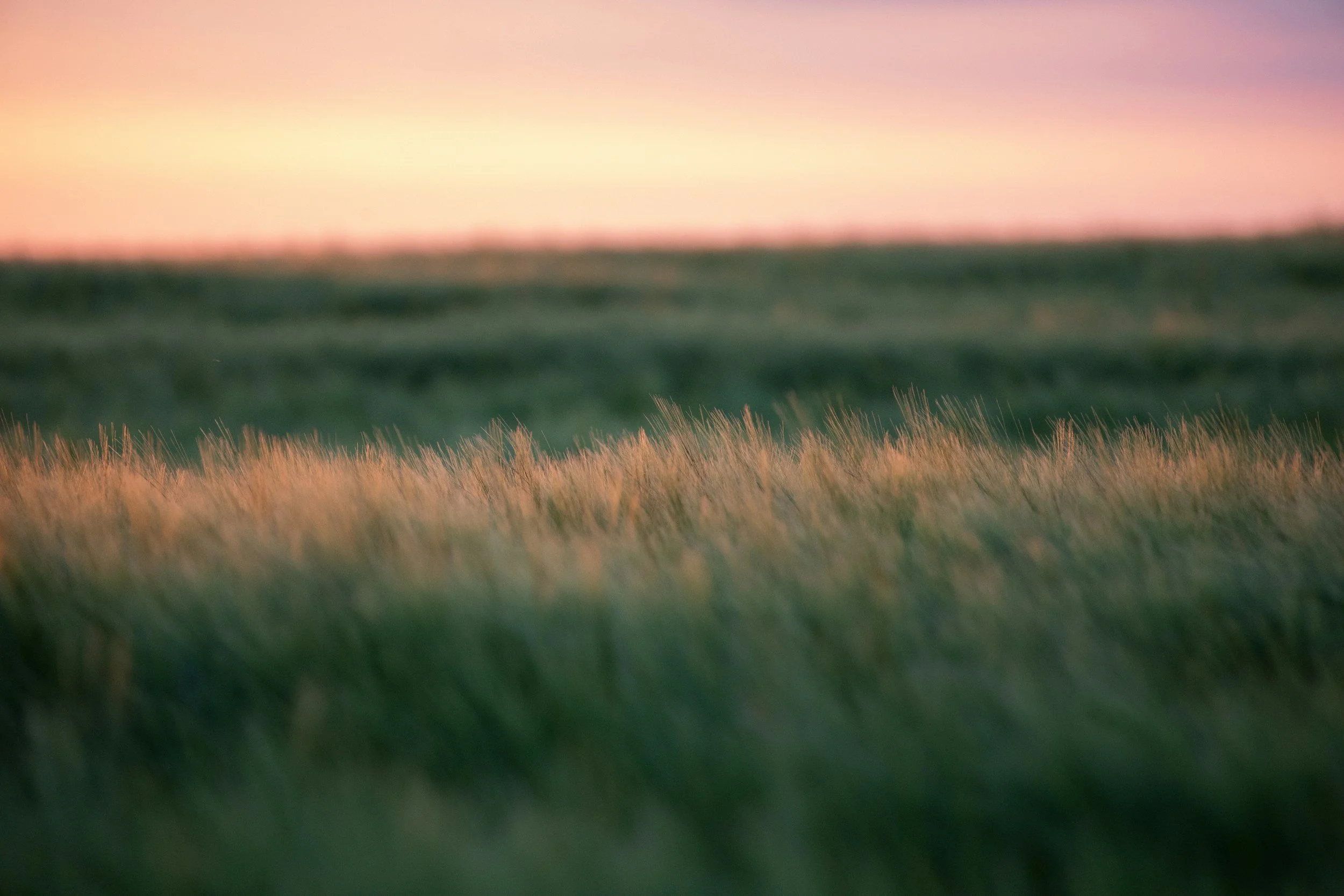 Blurry landscape of grass with a pink and orange sky at sunset or sunrise.