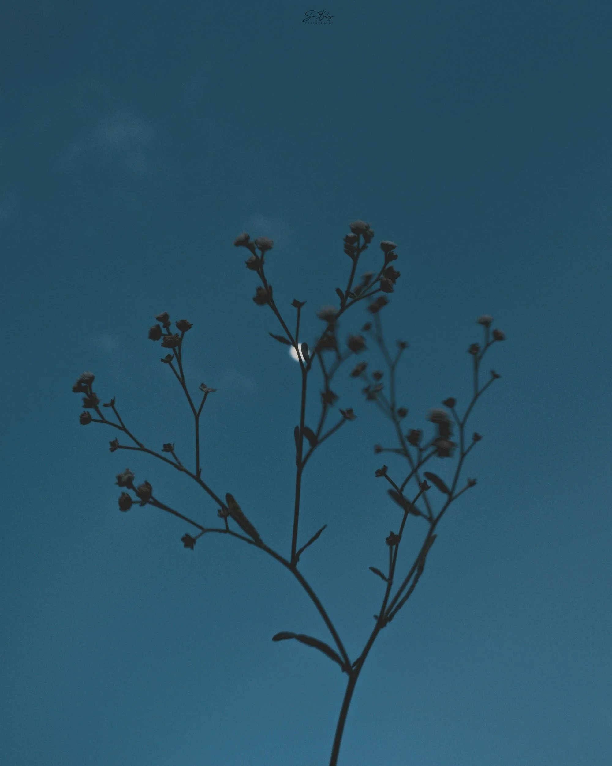 Silhouette of a small flower branch against a blue sky with the moon visible near the bottom of the image.
