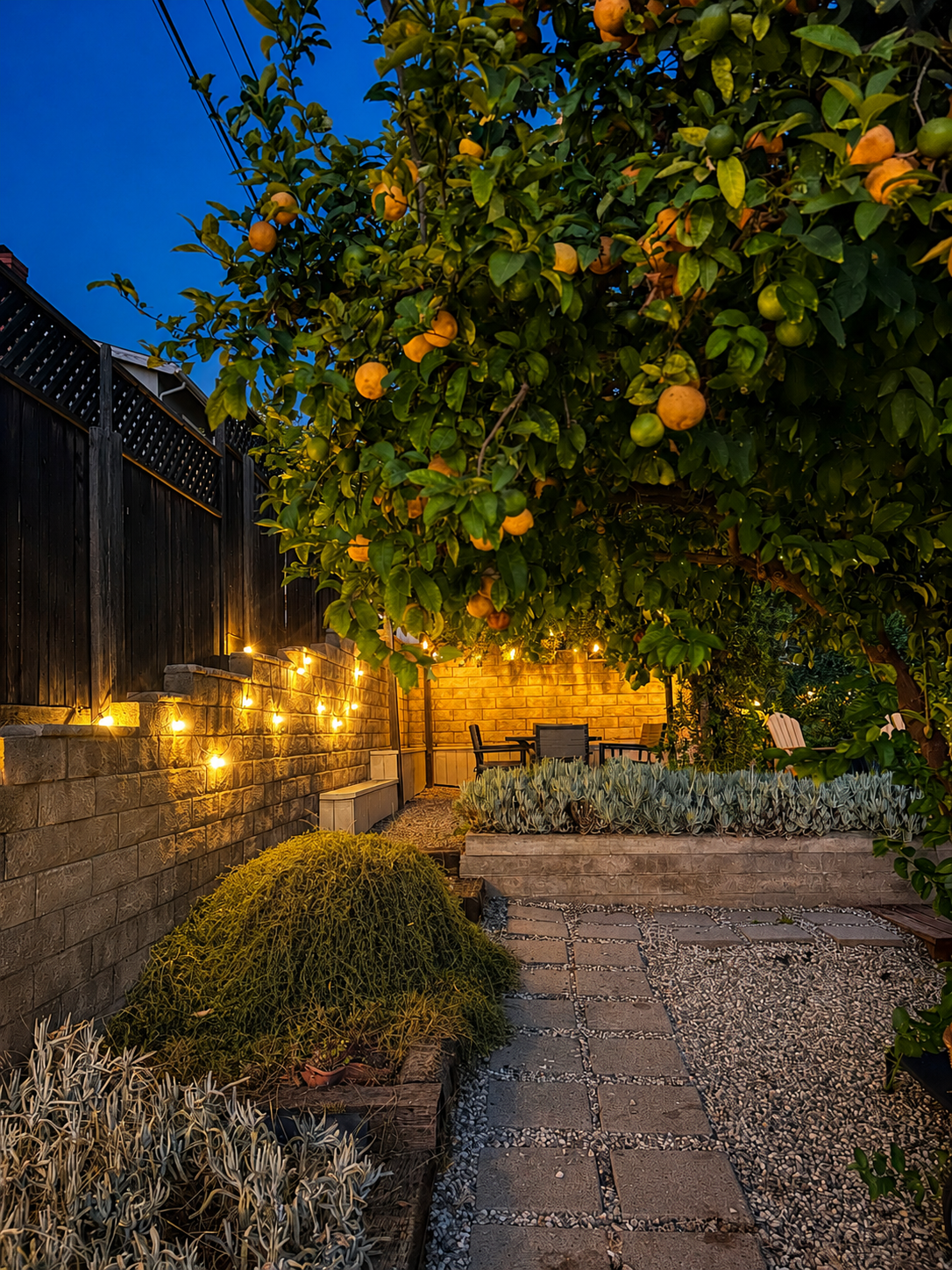 A cozy backyard patio at dusk with a lemon tree bearing ripe yellow and green lemons. String lights illuminate a seating area with chairs and a table, surrounded by plants and a stone pathway.