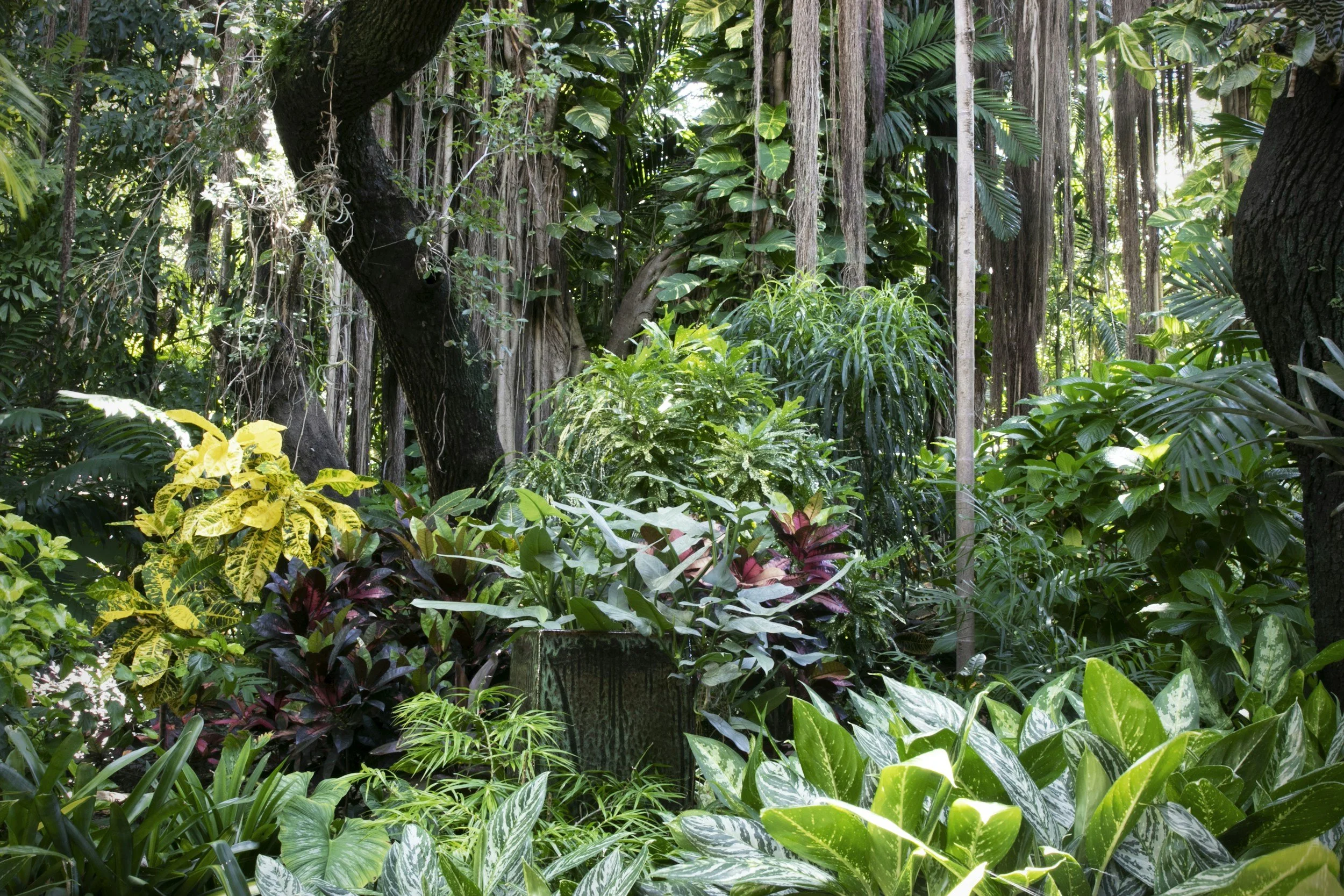 Dense tropical rainforest with various green plants and trees, includes large leaves, ferns, and vines, sunlight filtering through the canopy.