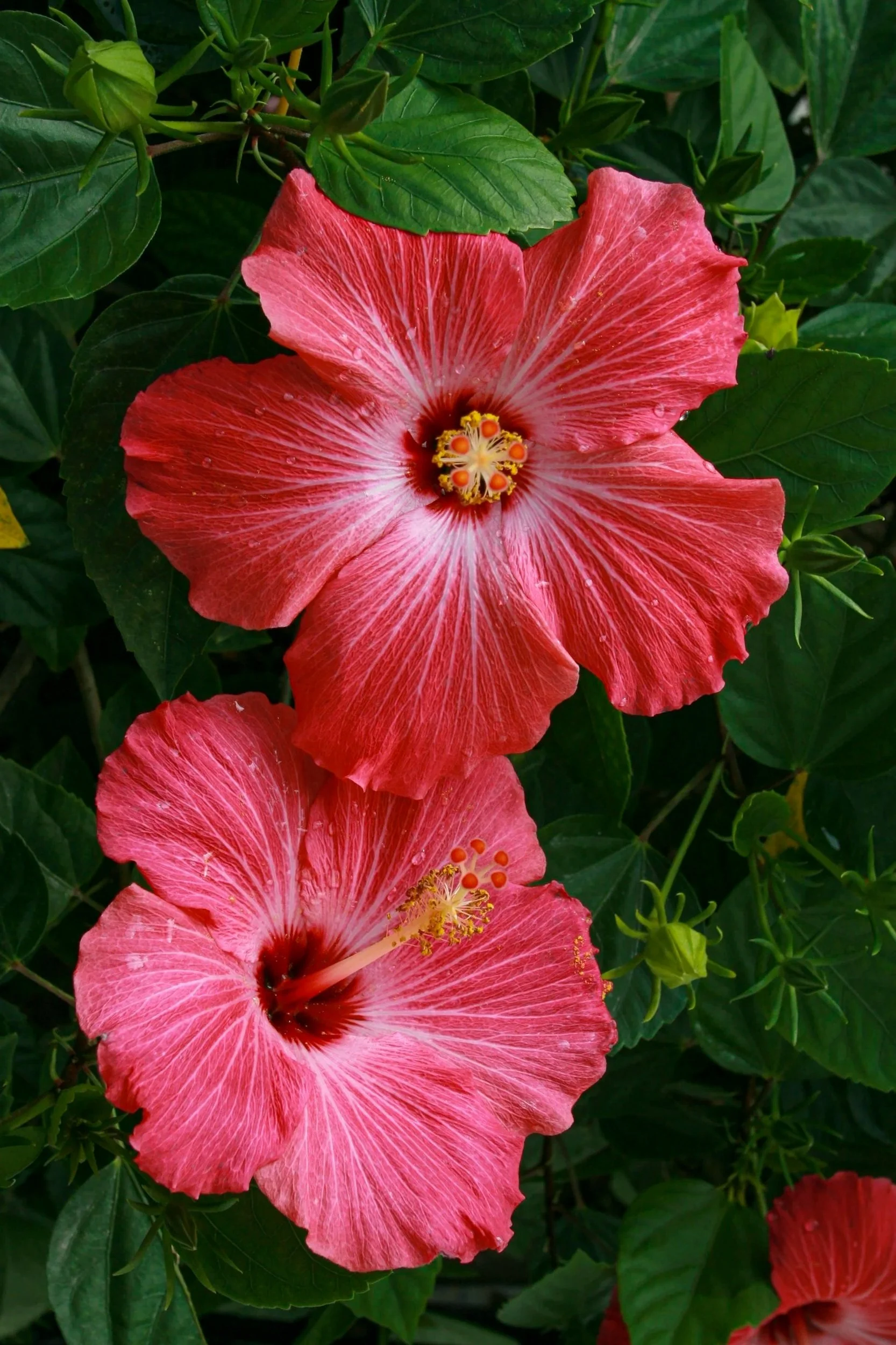 Bright pink hibiscus flowers with white streaks and a yellow and orange center surrounded by green leaves.