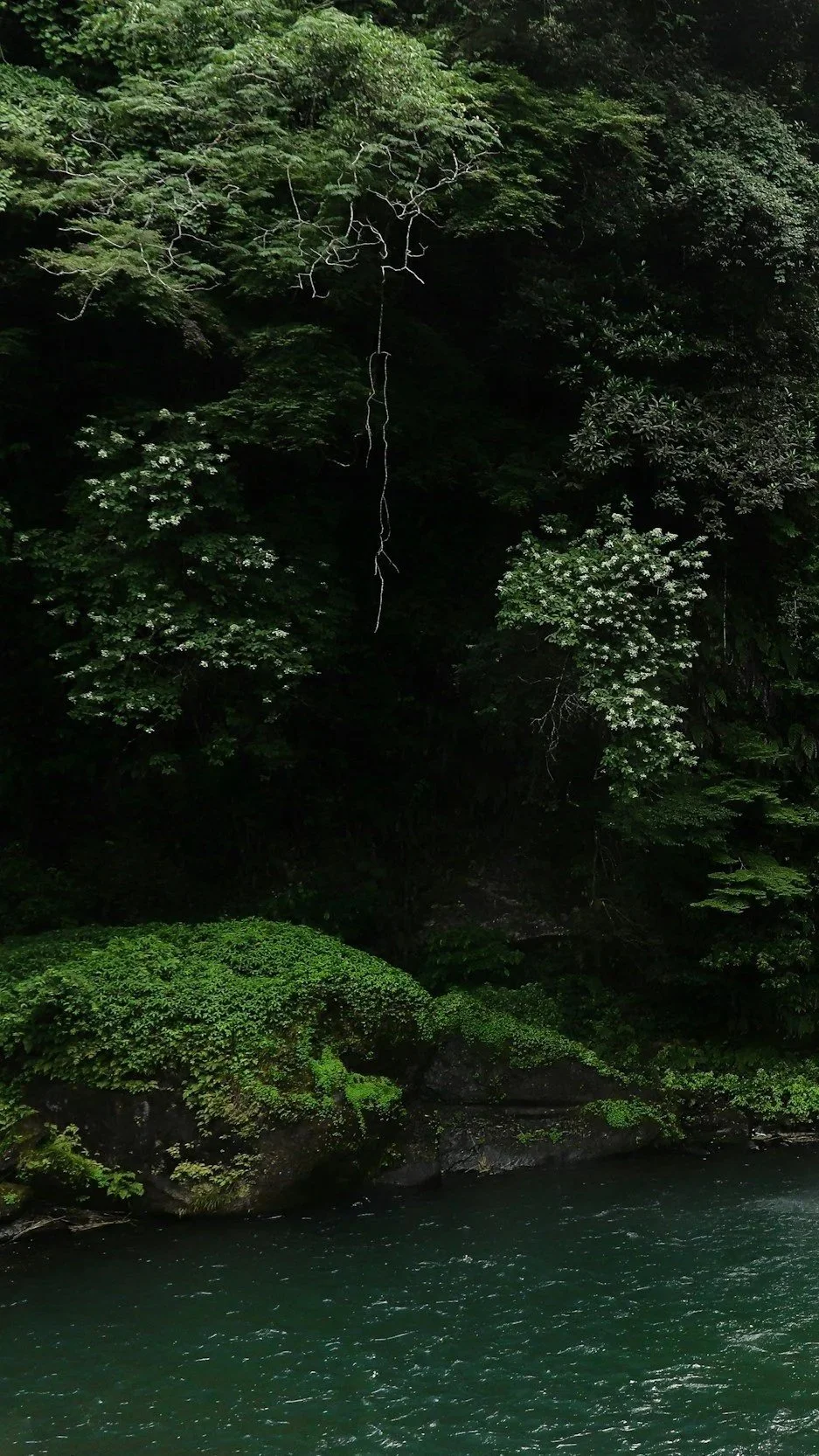 A lush green forest with trees and shrubs growing over rocks next to a body of water.