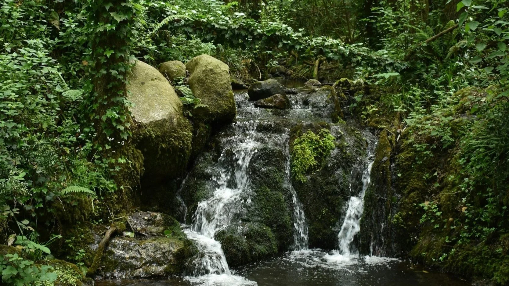 A small waterfall flowing over moss-covered rocks in a lush green forest.