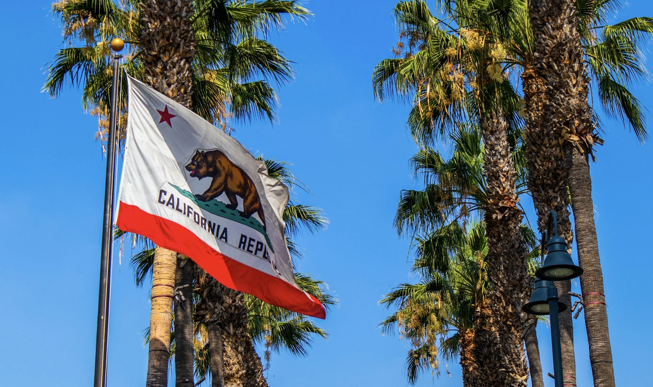 A California Republic flag flying among tall palm trees with a bright blue sky in the background.