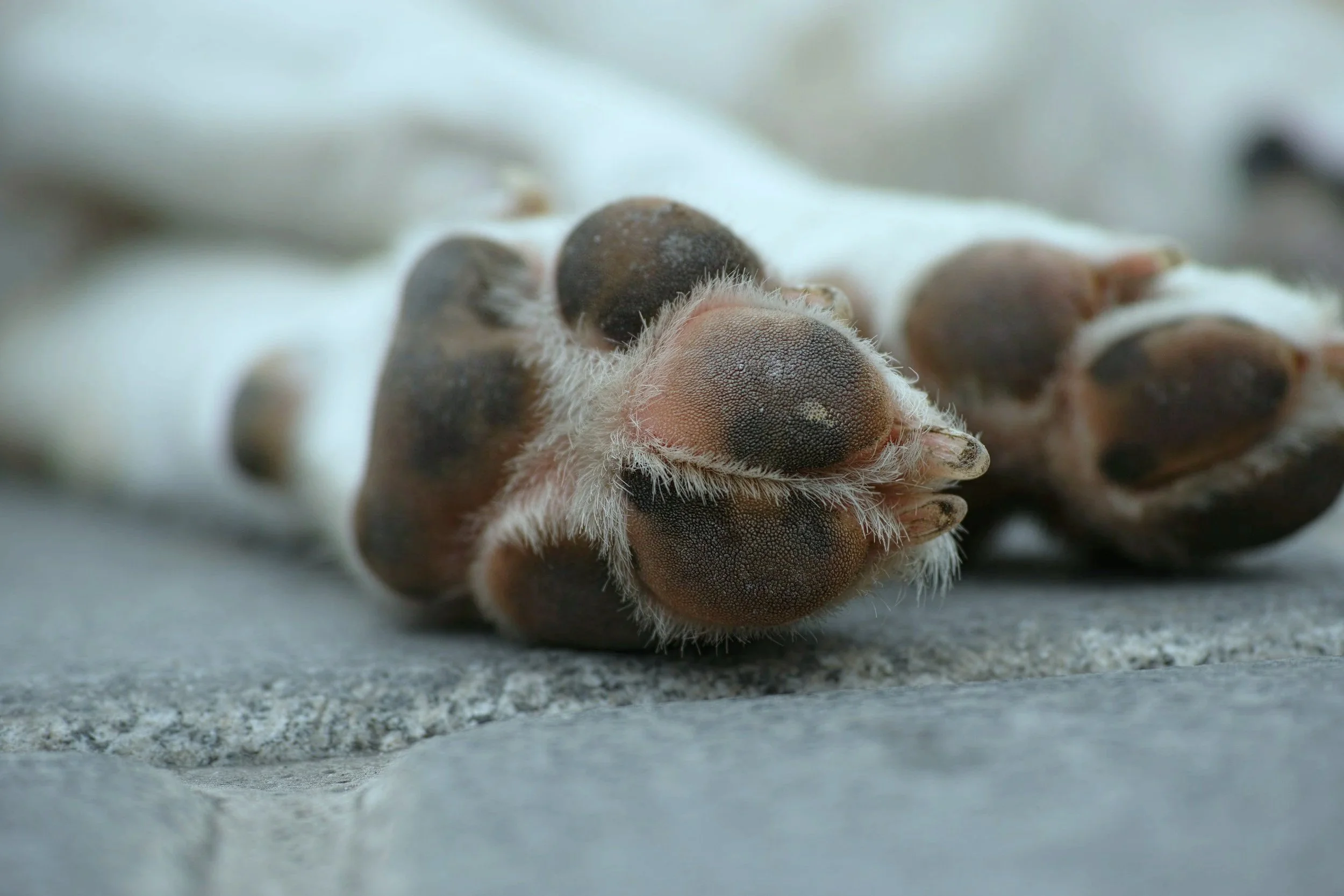 Close-up of a dog's paw print on the ground, focusing on the textured paw pads and fur around the toes.