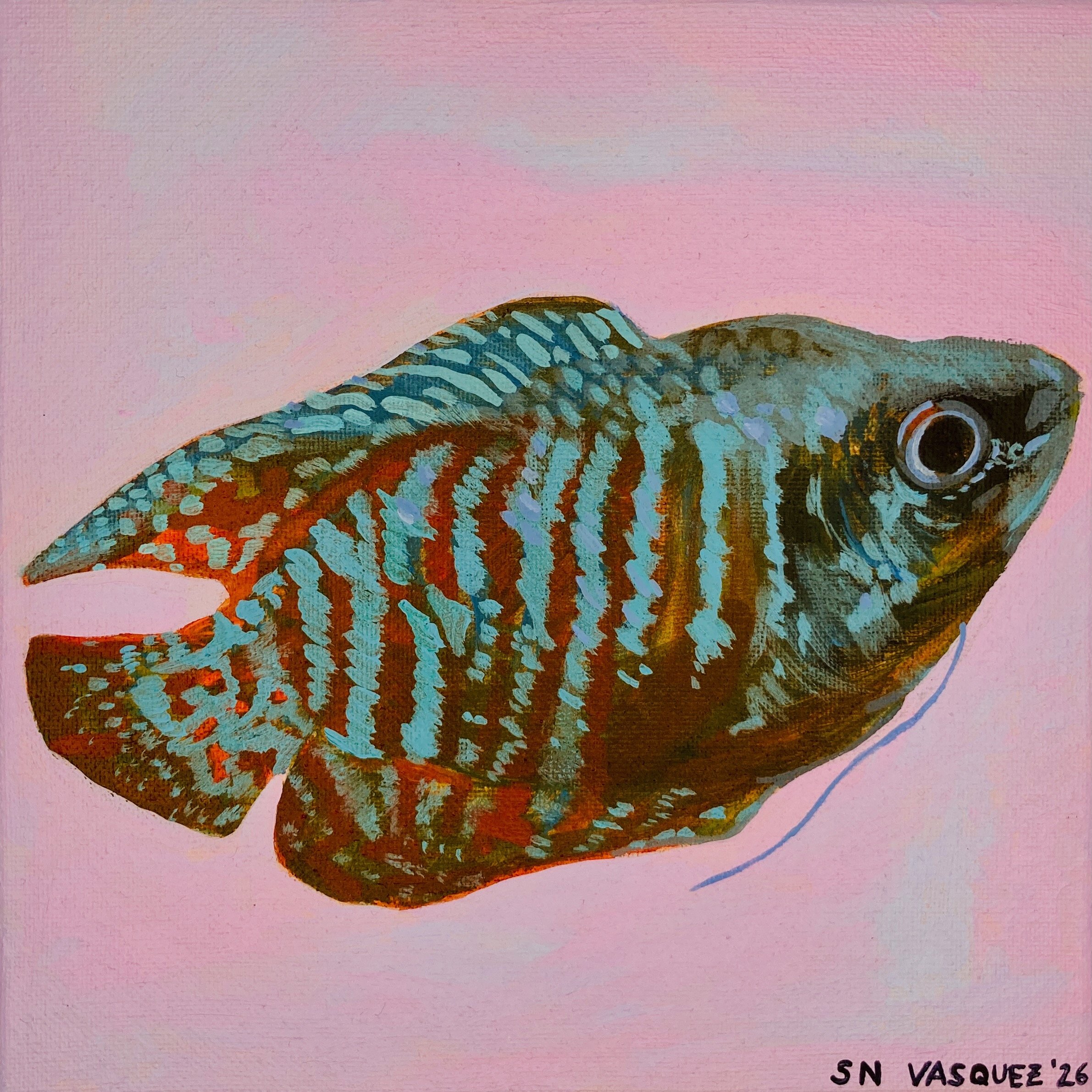 Cotton Candy Dream #3: Rainbow Gourami