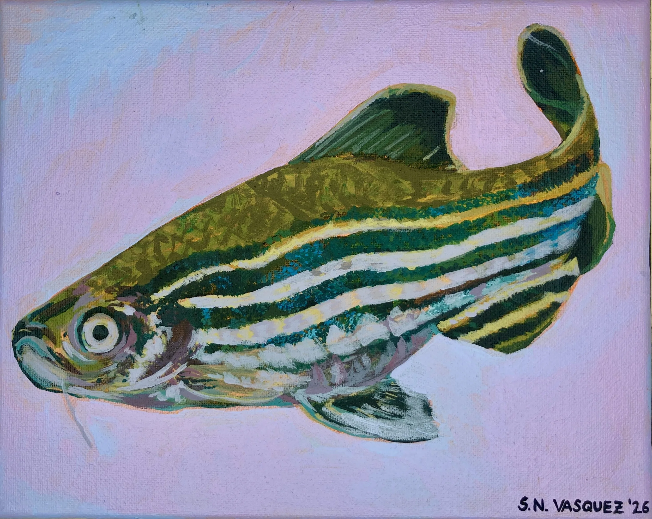 Cotton Candy Dream #2: Zebra Danio