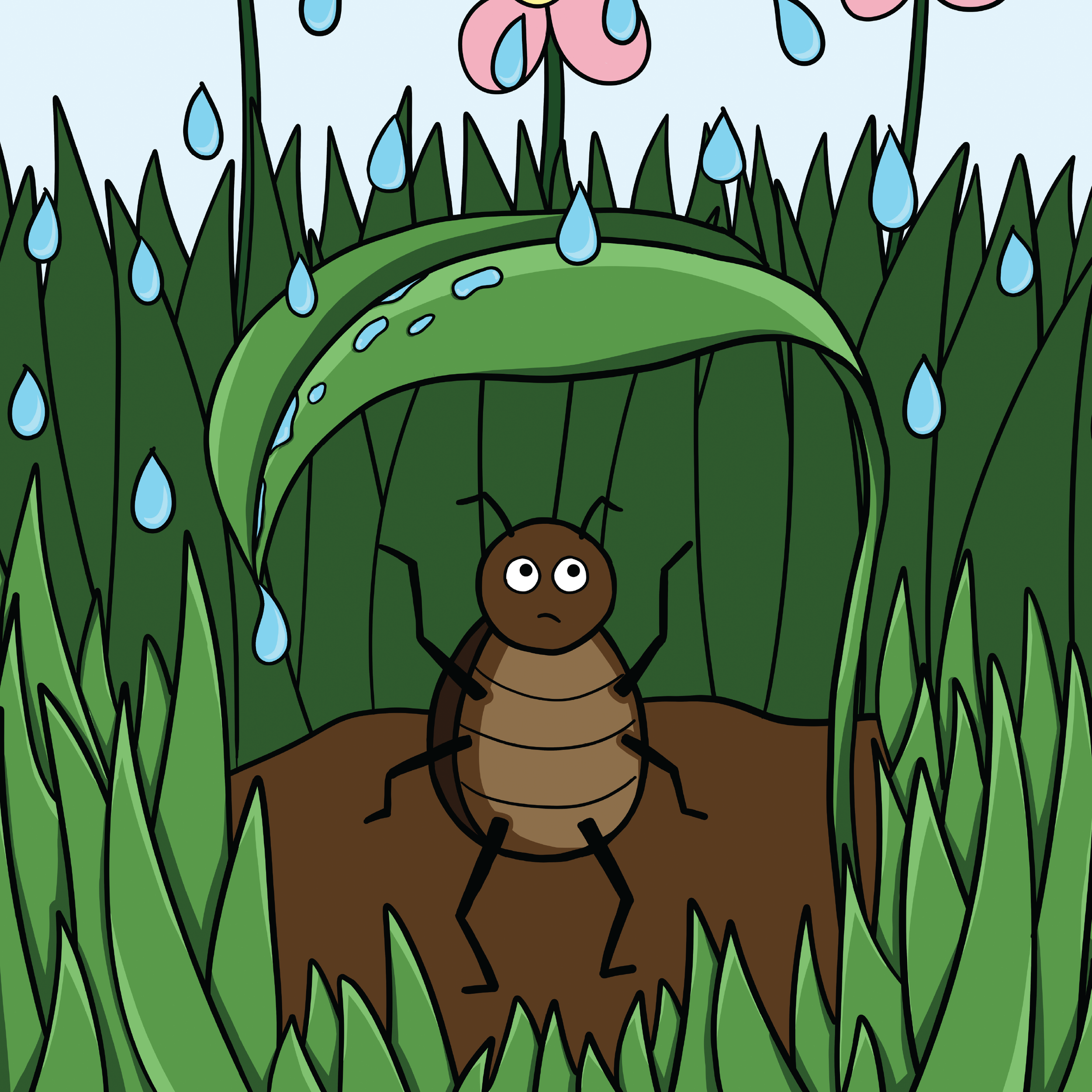 Beetle Illustrations