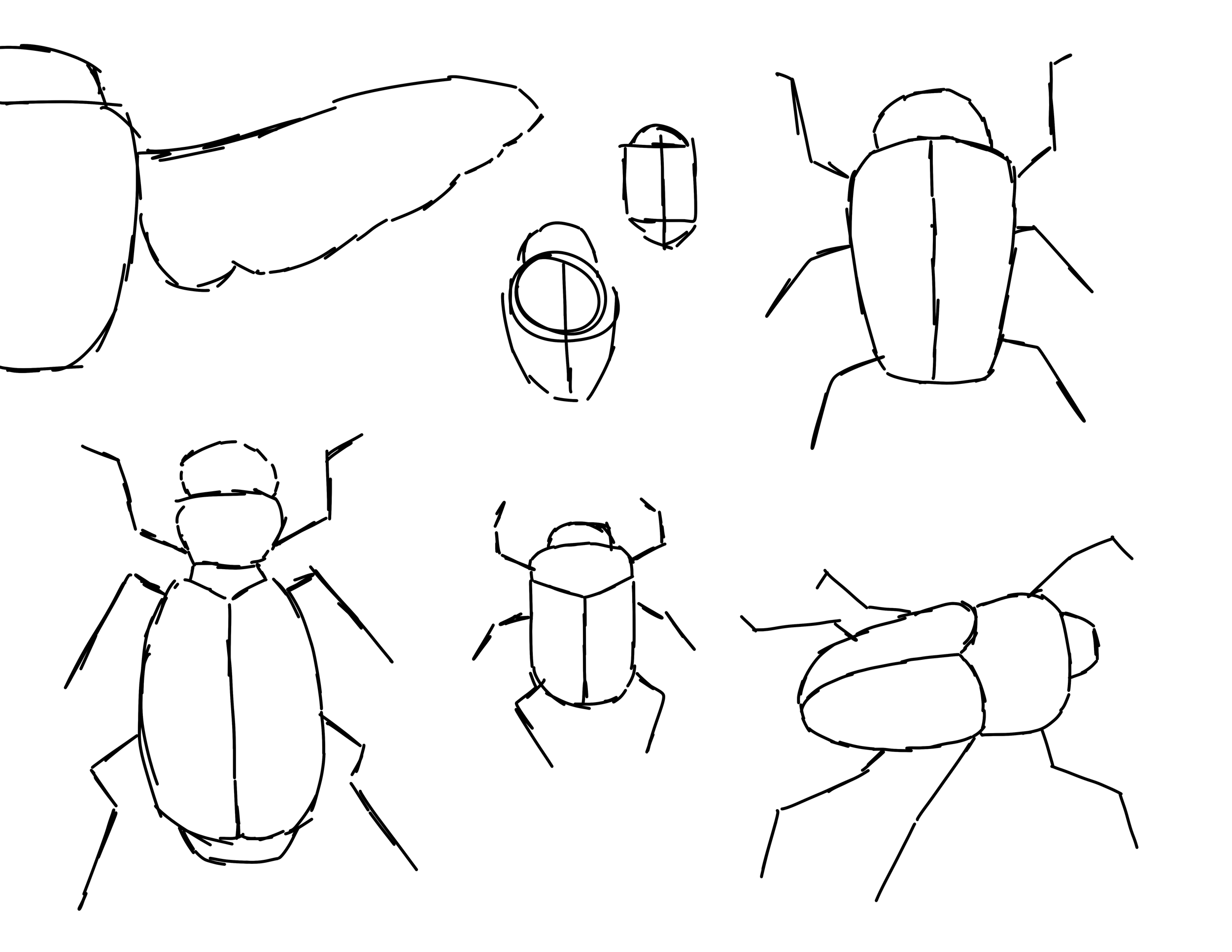 Beetle Shape Study