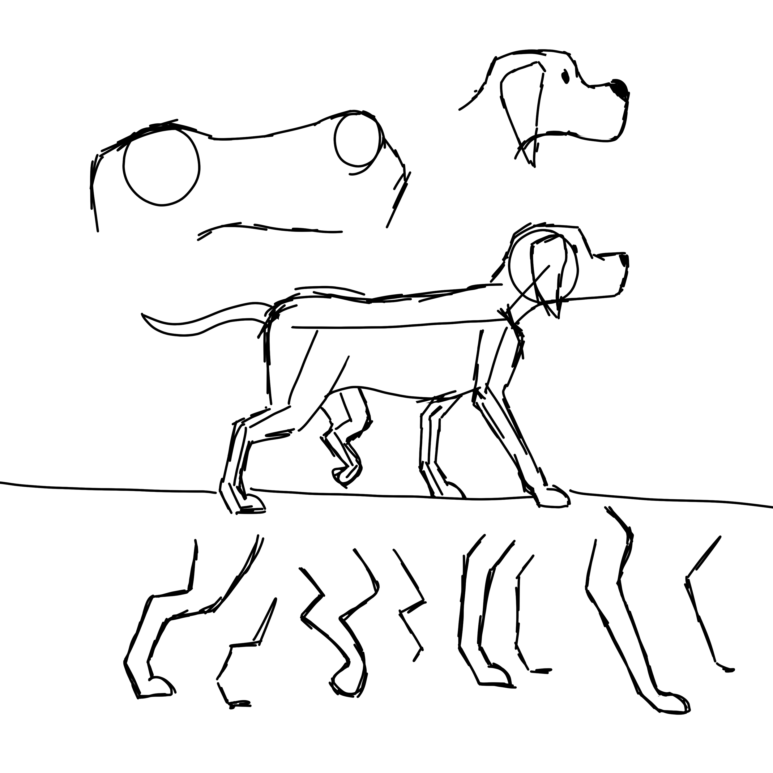 Dog Proportions