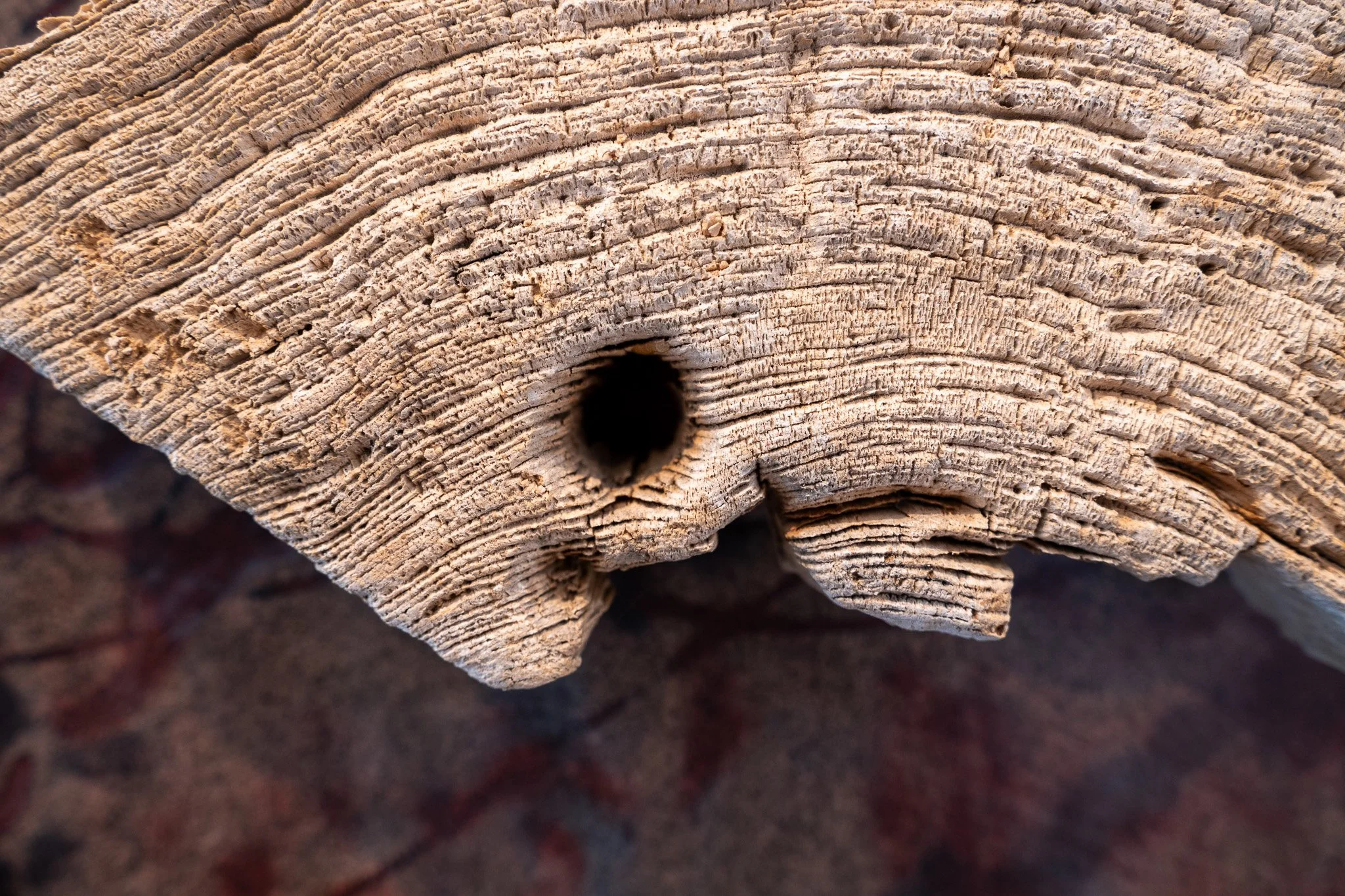 Meeting House, Cameron Anderson, 2023
detail, photo courtesy of Kati Q. Gaschler