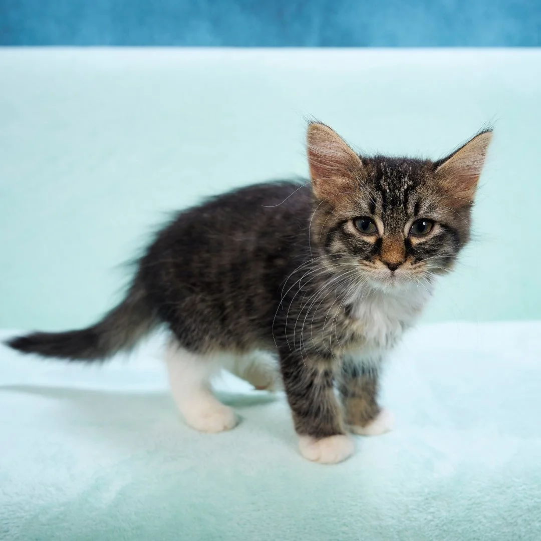 A cute gray and white kitten standing on a light blue surface with a similar background.