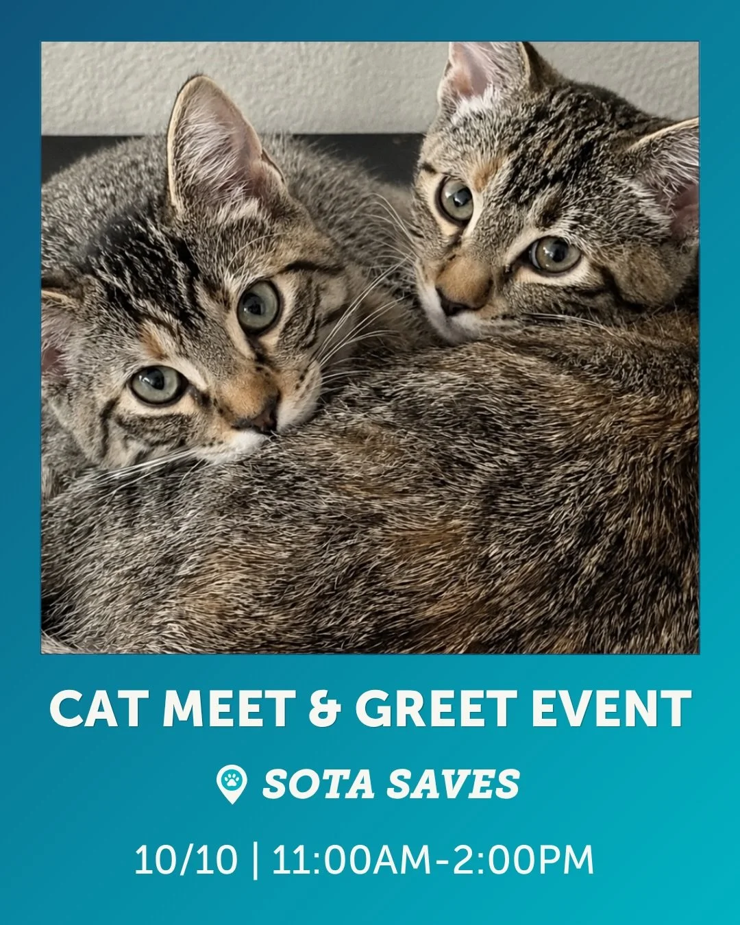 Meet your new best friend this weekend! 🐾✨

Ready to add a little extra love (and a whole lot of purrs) to your home? Join us at our Animal &amp; Wellness Center for a Cat Meet &amp; Greet with Sota Saves!

We&rsquo;ll have 10+ playful kittens and l