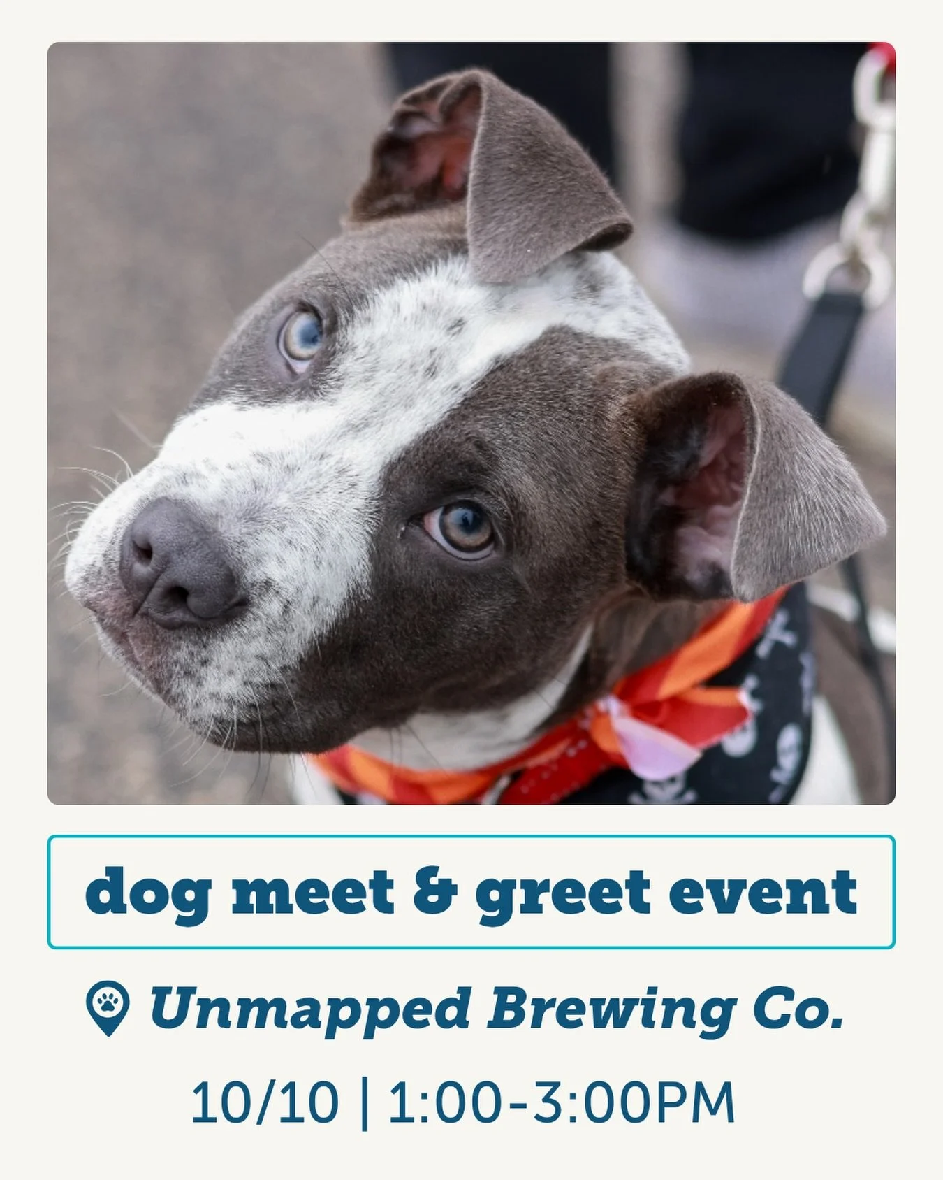 Ready to meet your best friend? 🐶✨

Join us at Unmapped Brewing Co. for a dog meet &amp; greet event, where you can meet (and hopefully go home with) your new best friend! Grab a brew, meet some incredible pups looking for their forever homes, and c