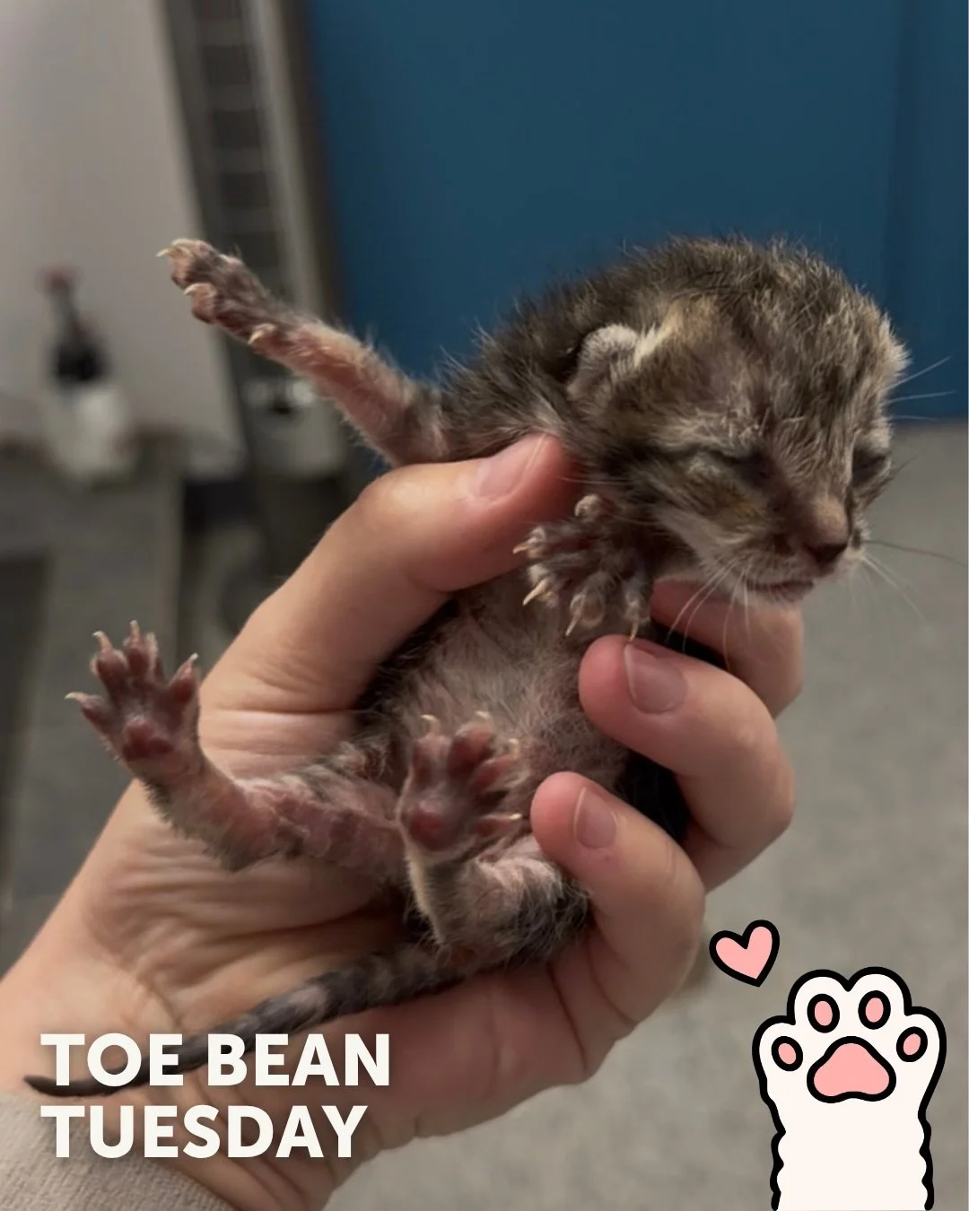 We&rsquo;re back with your weekly dose of exclusive paw-tent 👀

Happy #ToeBeanTuesday! 🐾

This week&rsquo;s featured beans belong to:
✨Toast &amp; Butter✨

When Toast and Butter first came to us as tiny neonatal kittens, they required round-the-clo