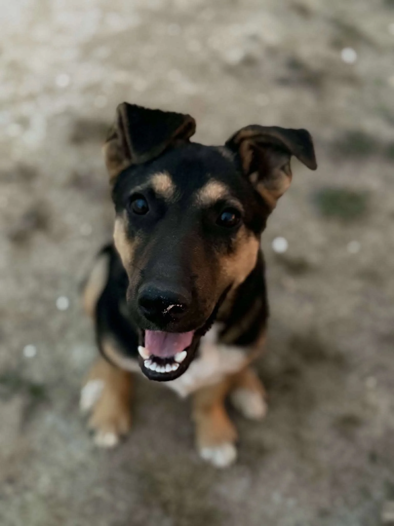 Gauge