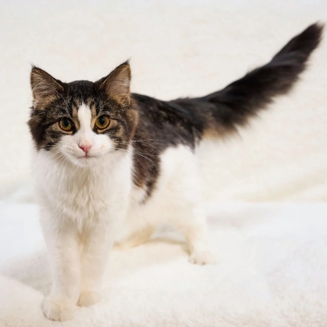 A fluffy domestic cat with black and white fur, standing on a white surface against a light background.