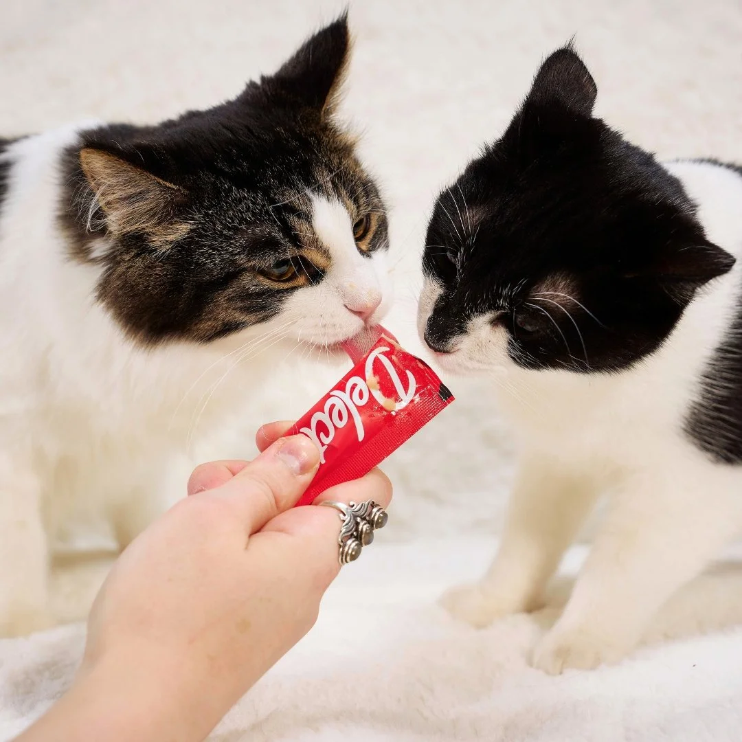 Two cats sniffing a tube of flavored cat treat held by a person's hand.