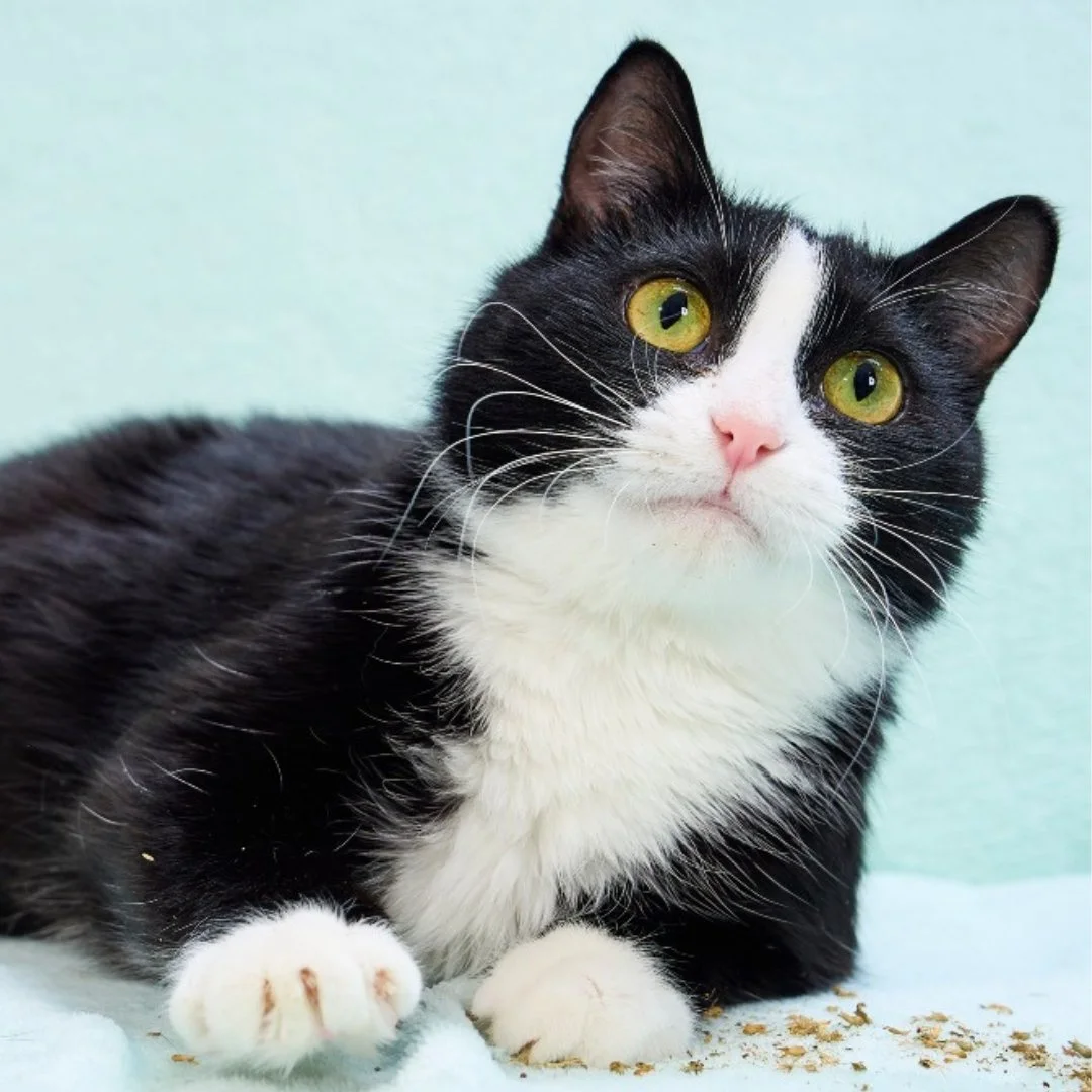 A black and white domestic cat with green eyes lying on a light blue surface, looking directly at the camera.