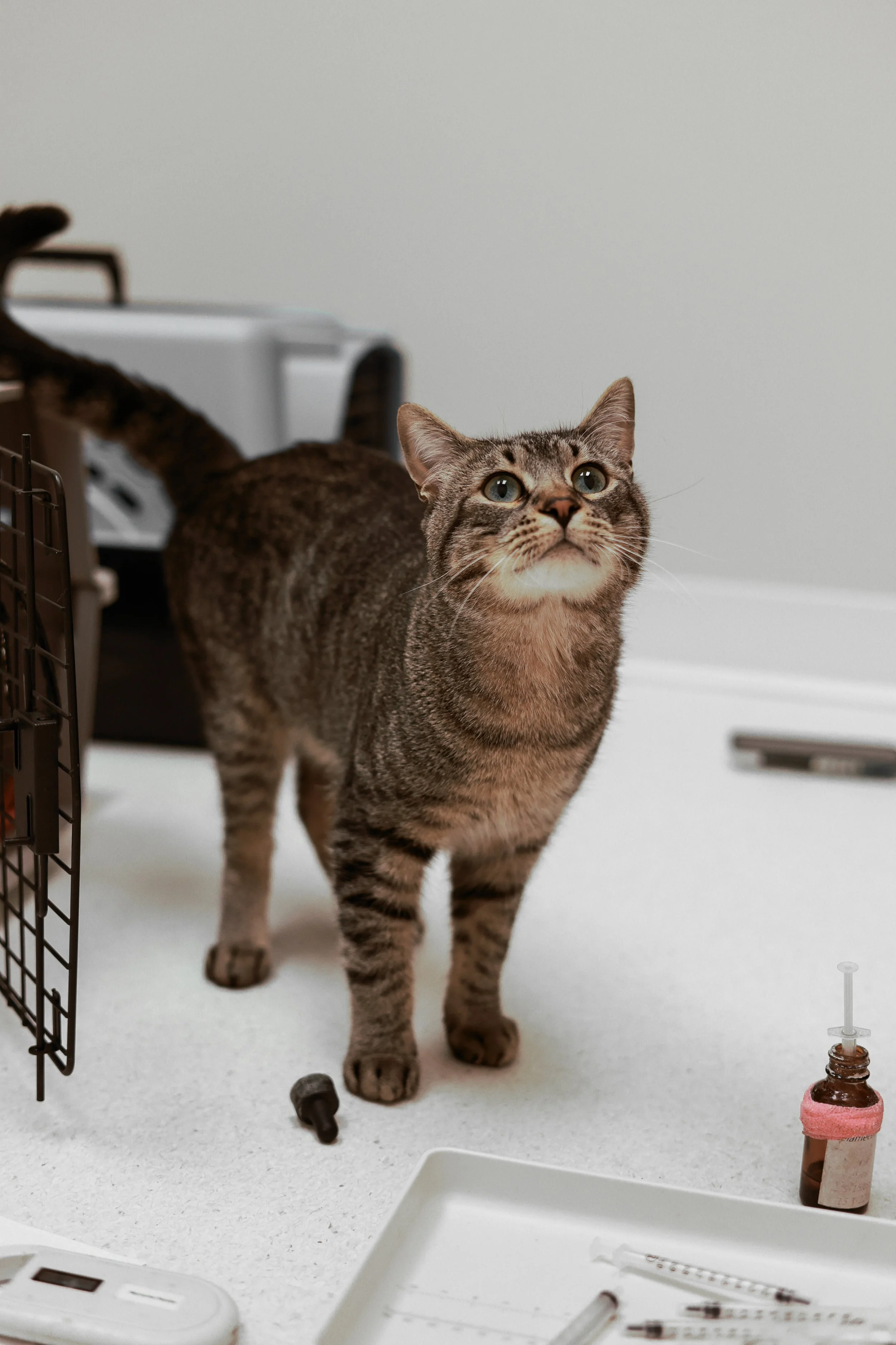 A tabby cat standing on a white surface in a medical or veterinary setting, surrounded by medical supplies including a syringe, medication, and a small vial.