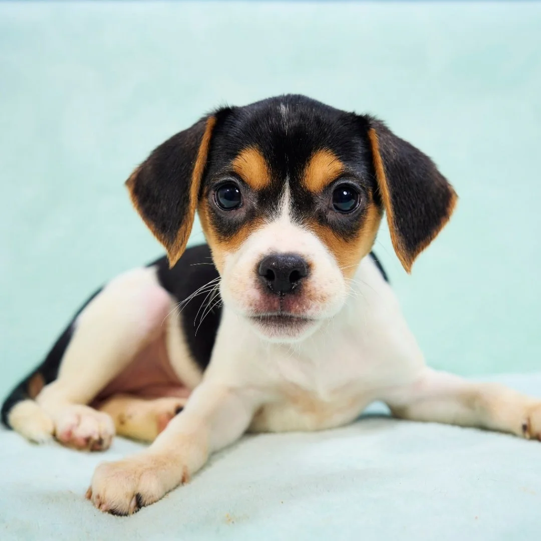 Close-up of a adorable black, white, and tan puppy laying on a light-colored surface with a plain background.