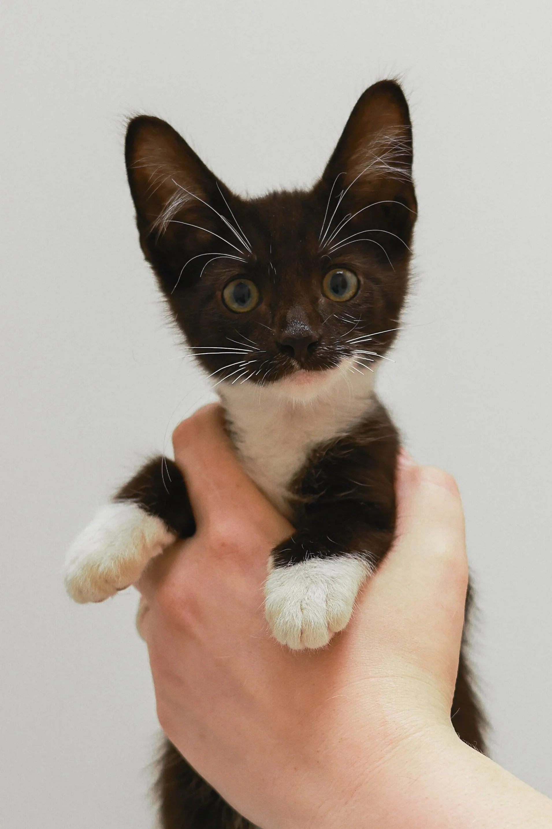 A person holding a black and white kitten with large ears and yellow eyes against a plain light background.