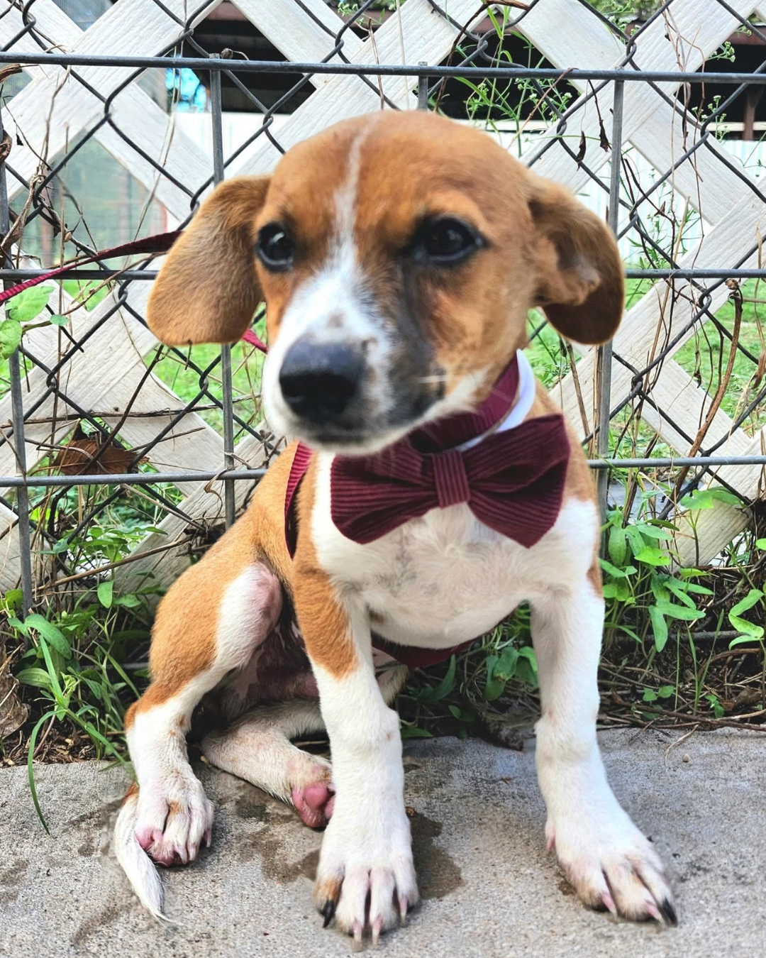 Chevy