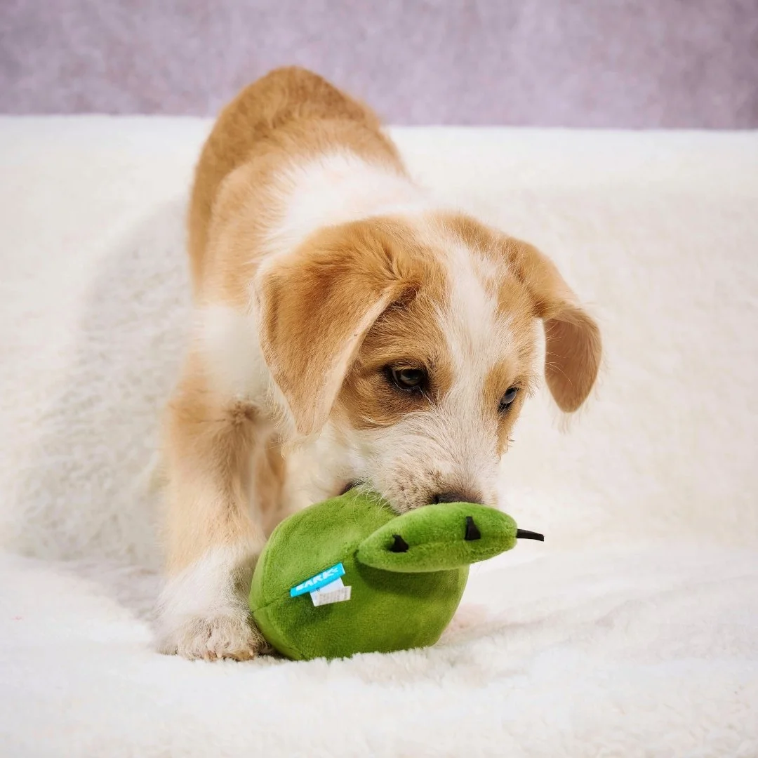 A puppy playing with a green plush frog toy on a white surface.