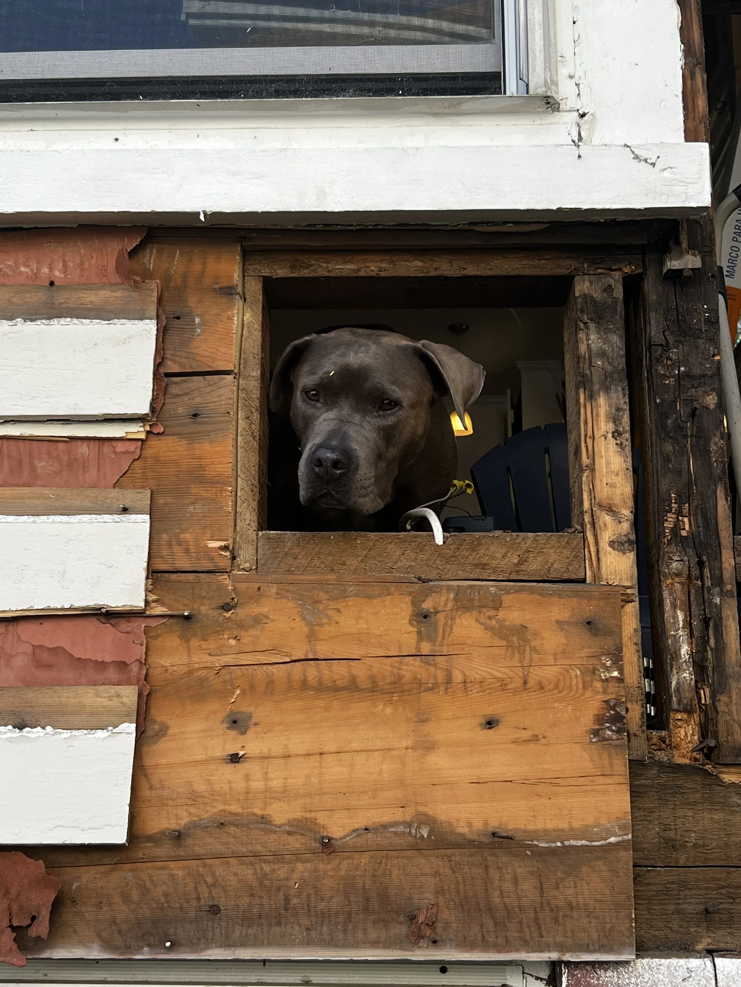 A dog with a brown coat and floppy ears looking out from a square opening in a partially finished wooden wall.