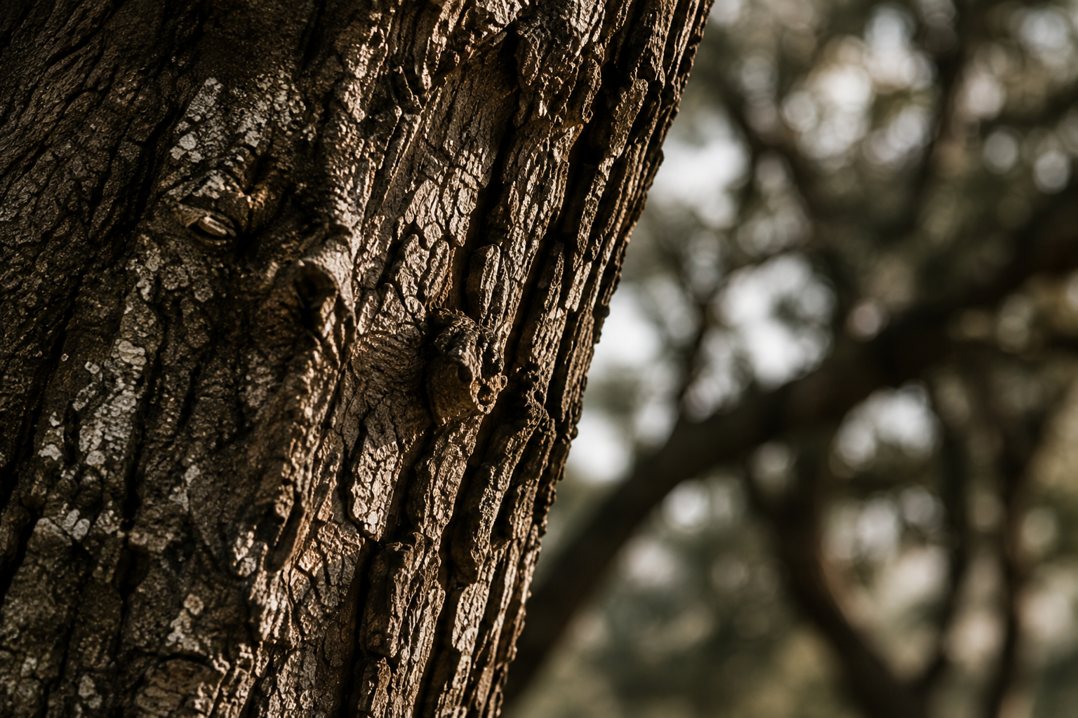 Close view of deeply textured bark on a mature oak tree.