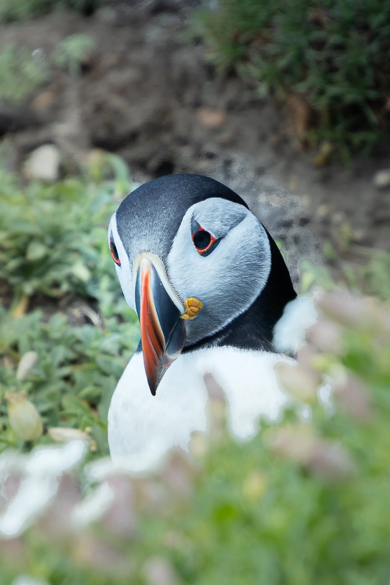 Saltee Island Puffin Fest 11.jpg
