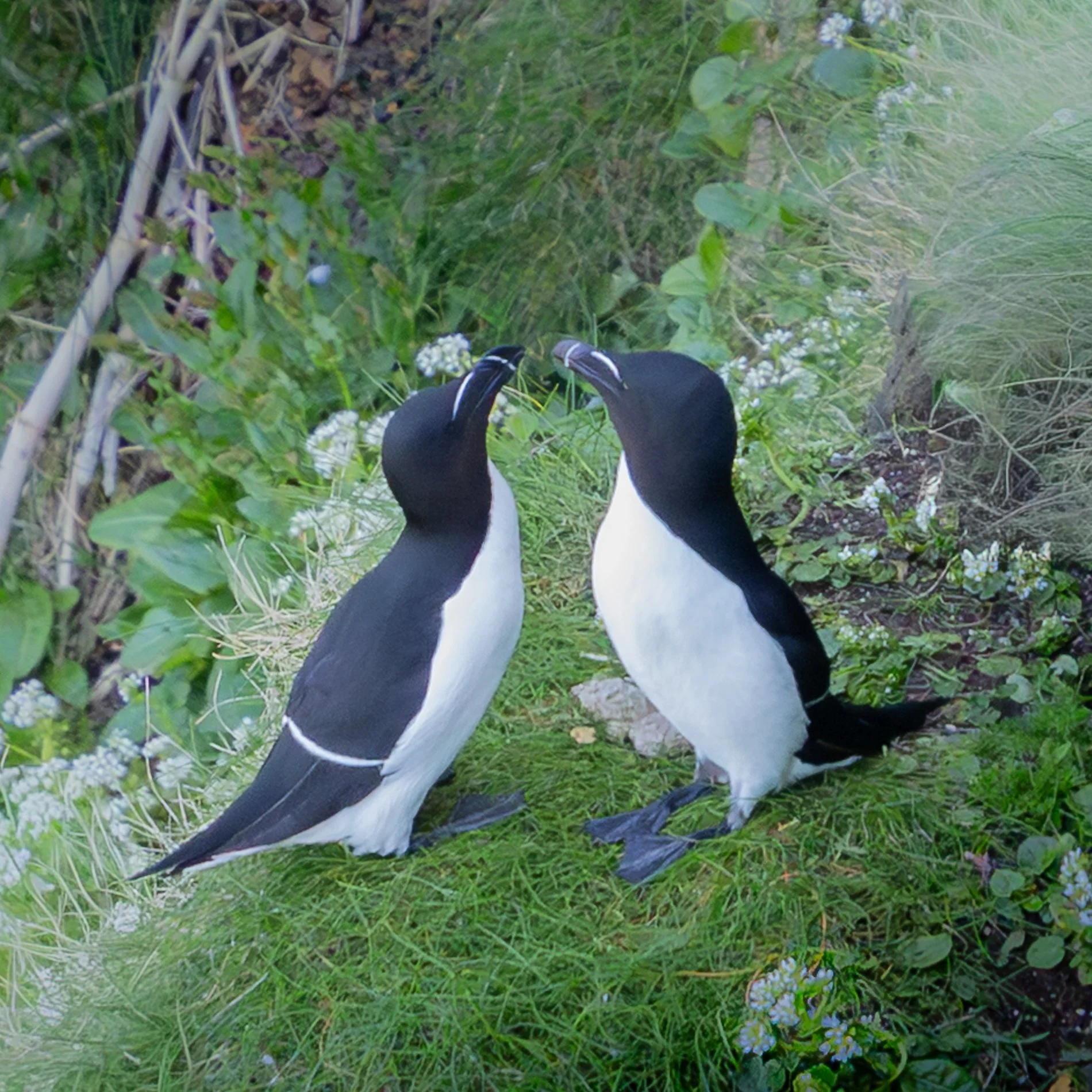 Rathlin Island Razorbill Fest 2.jpg