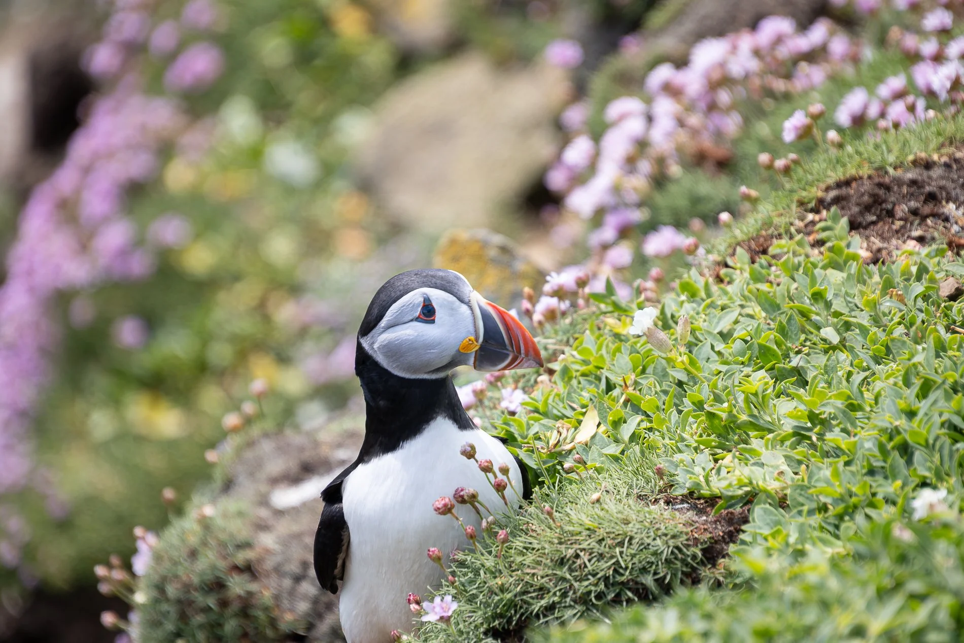 Saltee Island Puffin Fest 2.jpg