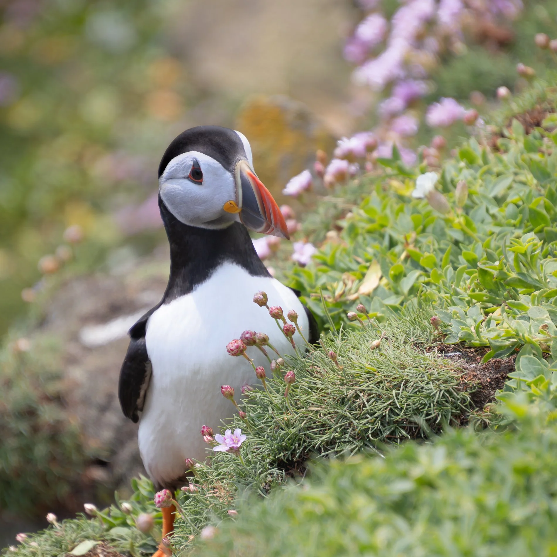 Saltee Island Puffin Fest 6.jpg