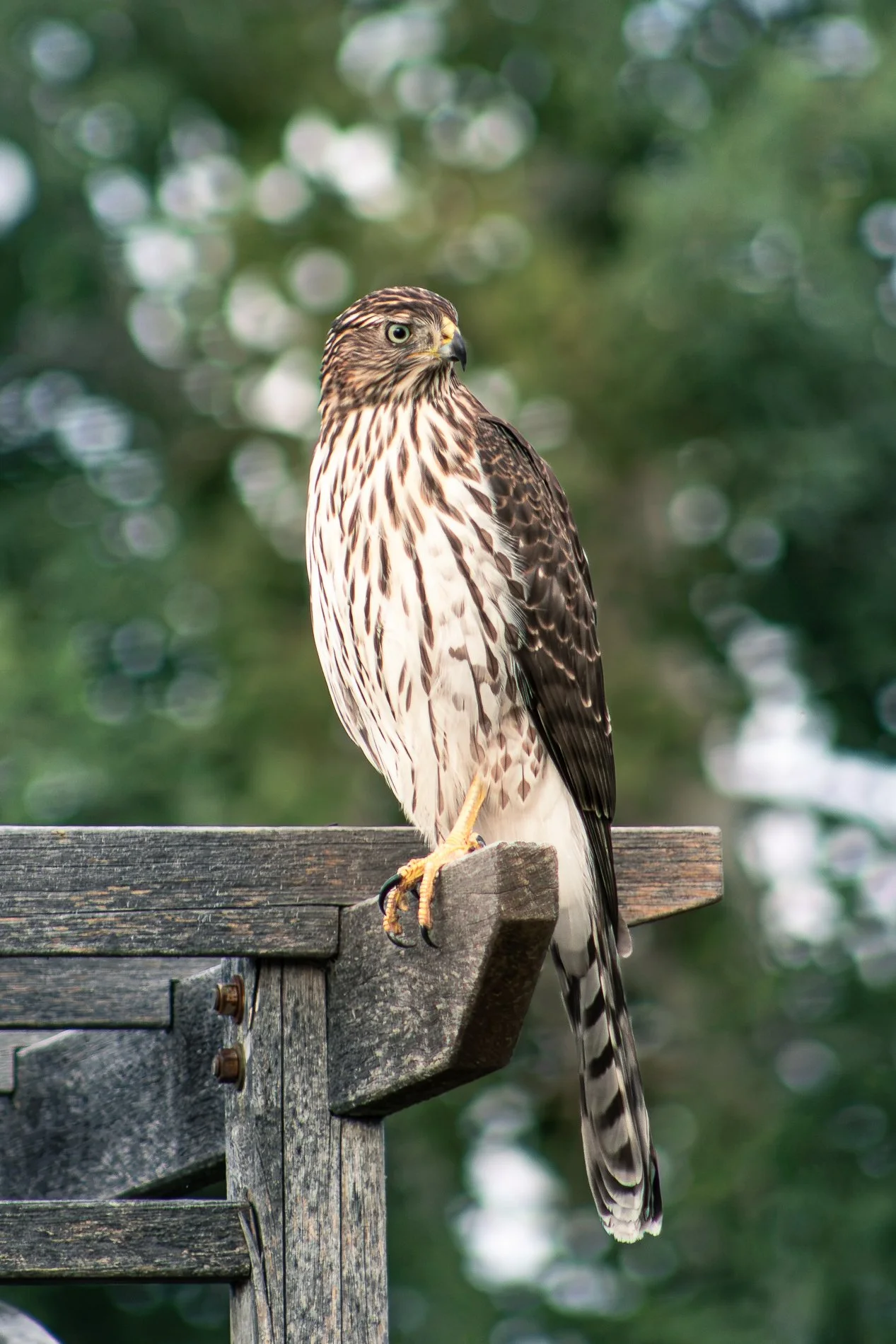 Hoopers Hawk MRasmussen2.jpg