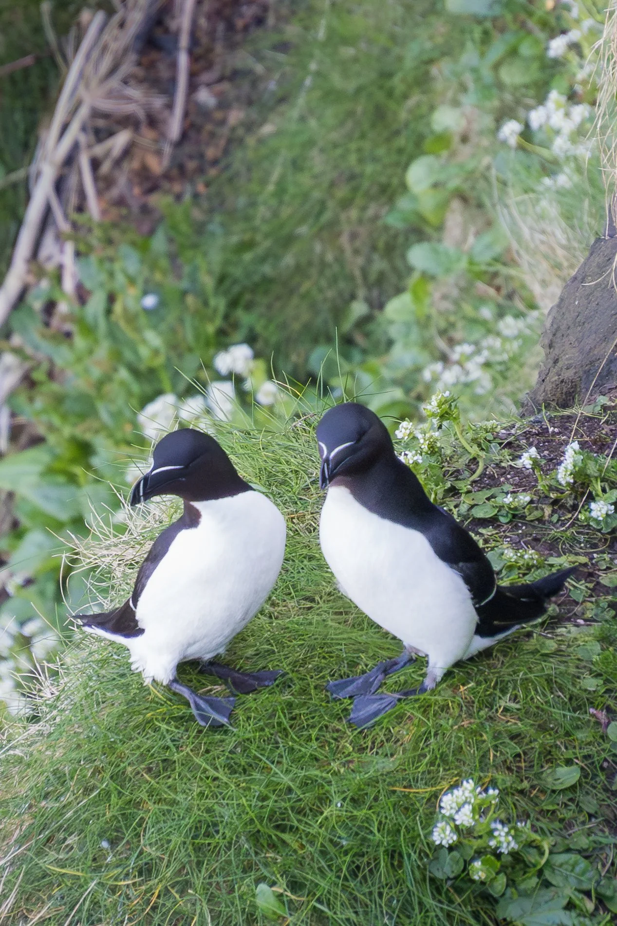 Rathlin Island Razorbill Fest 1.jpg