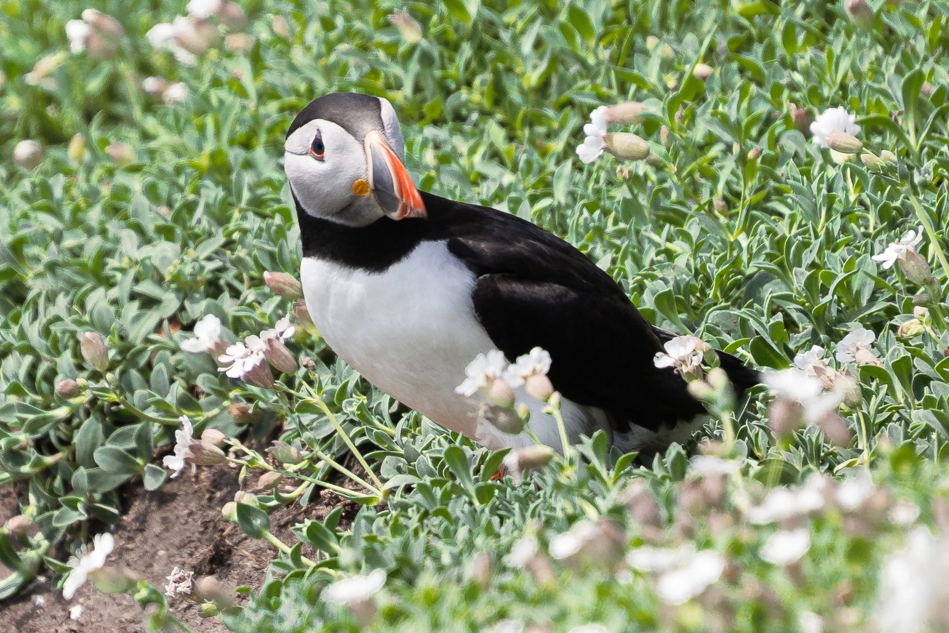 Saltee Island Puffin Fest 2.jpg