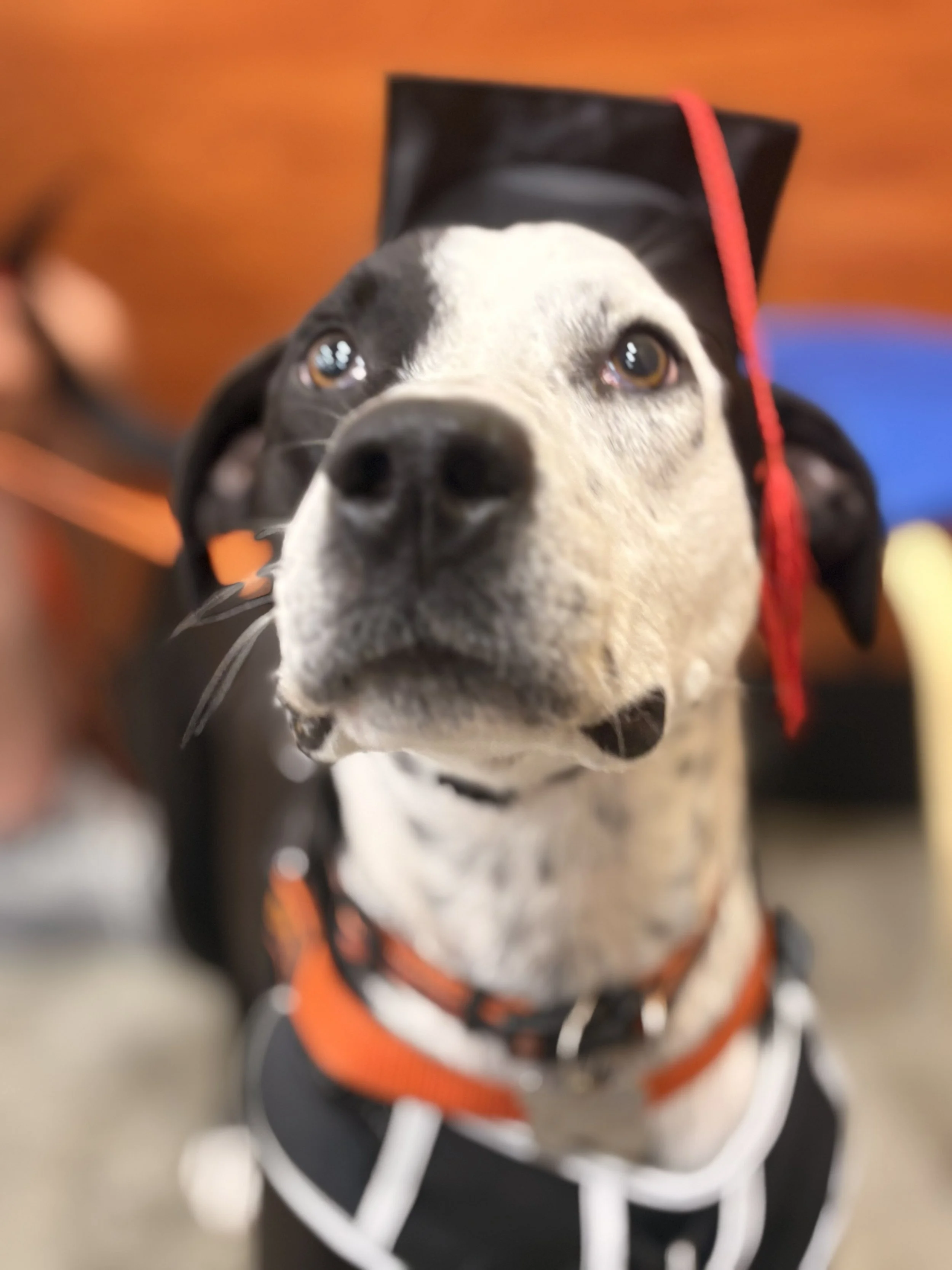 A dog wearing a black graduation cap with a red tassel and a black and orange jacket.