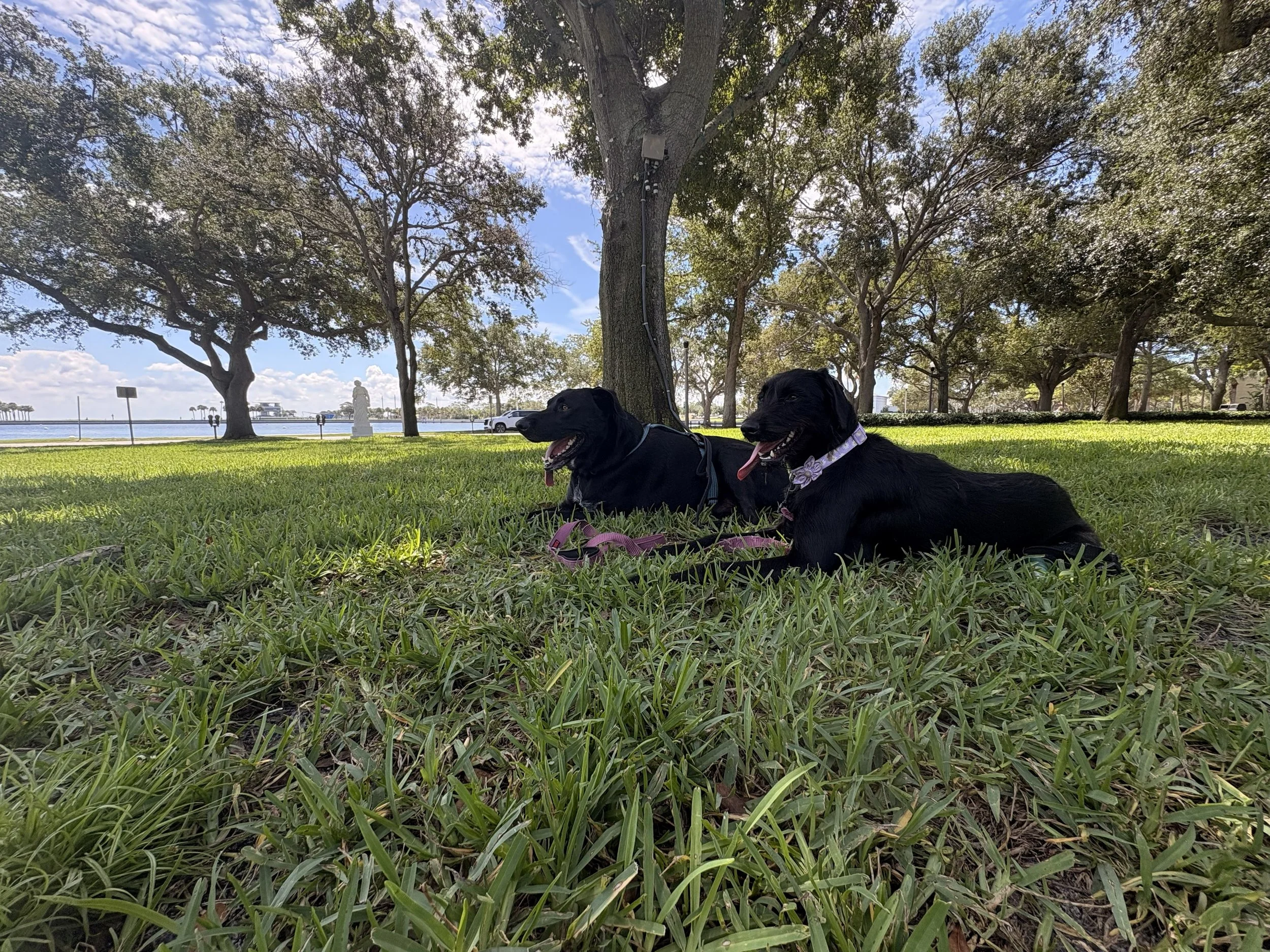 Two black dogs lying on the grass under a large tree near a body of water, with a statue and cars in the background on a partly cloudy day.