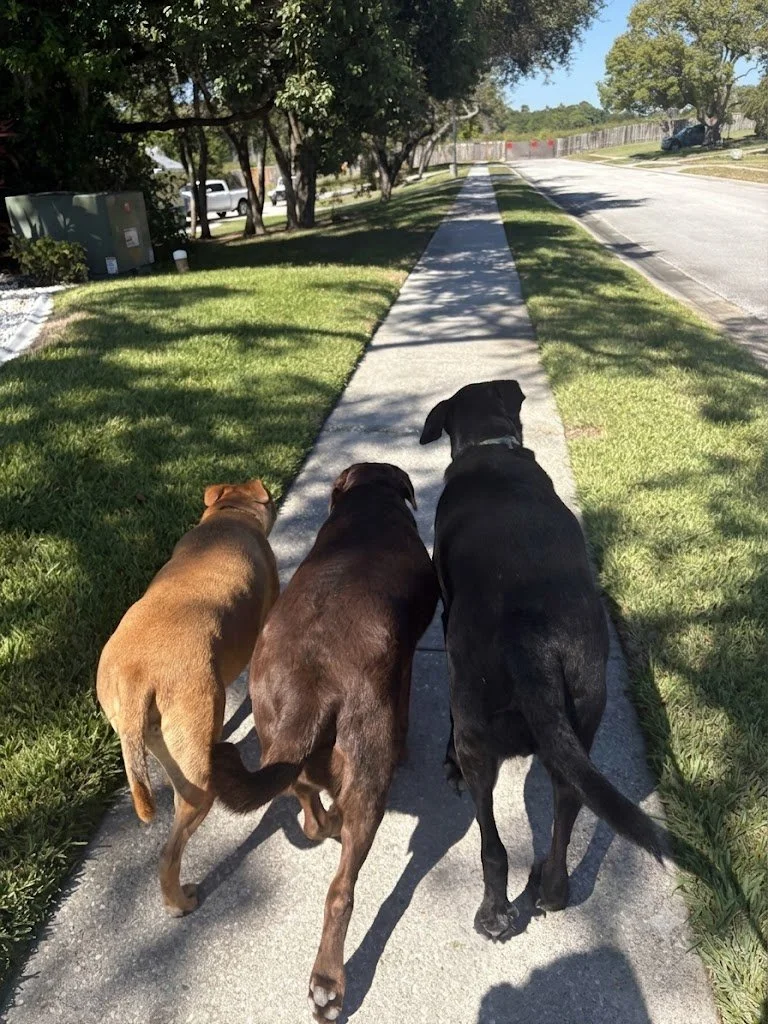 Three dogs walking side by side on a sidewalk in a suburban area with trees and grass on either side, and cars parked along the street.