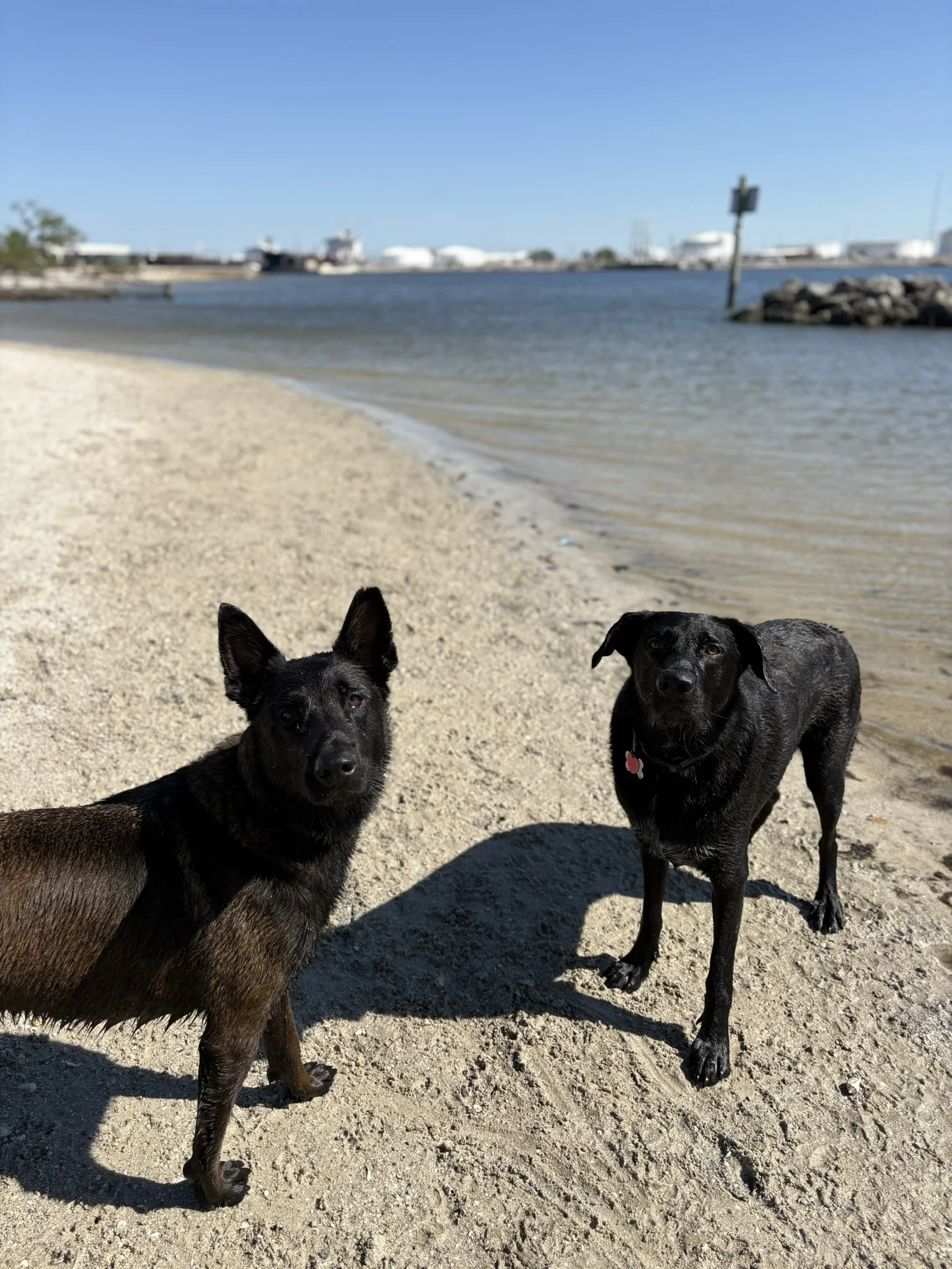 Two black dogs on a sandy beach near the water with boats in the background.