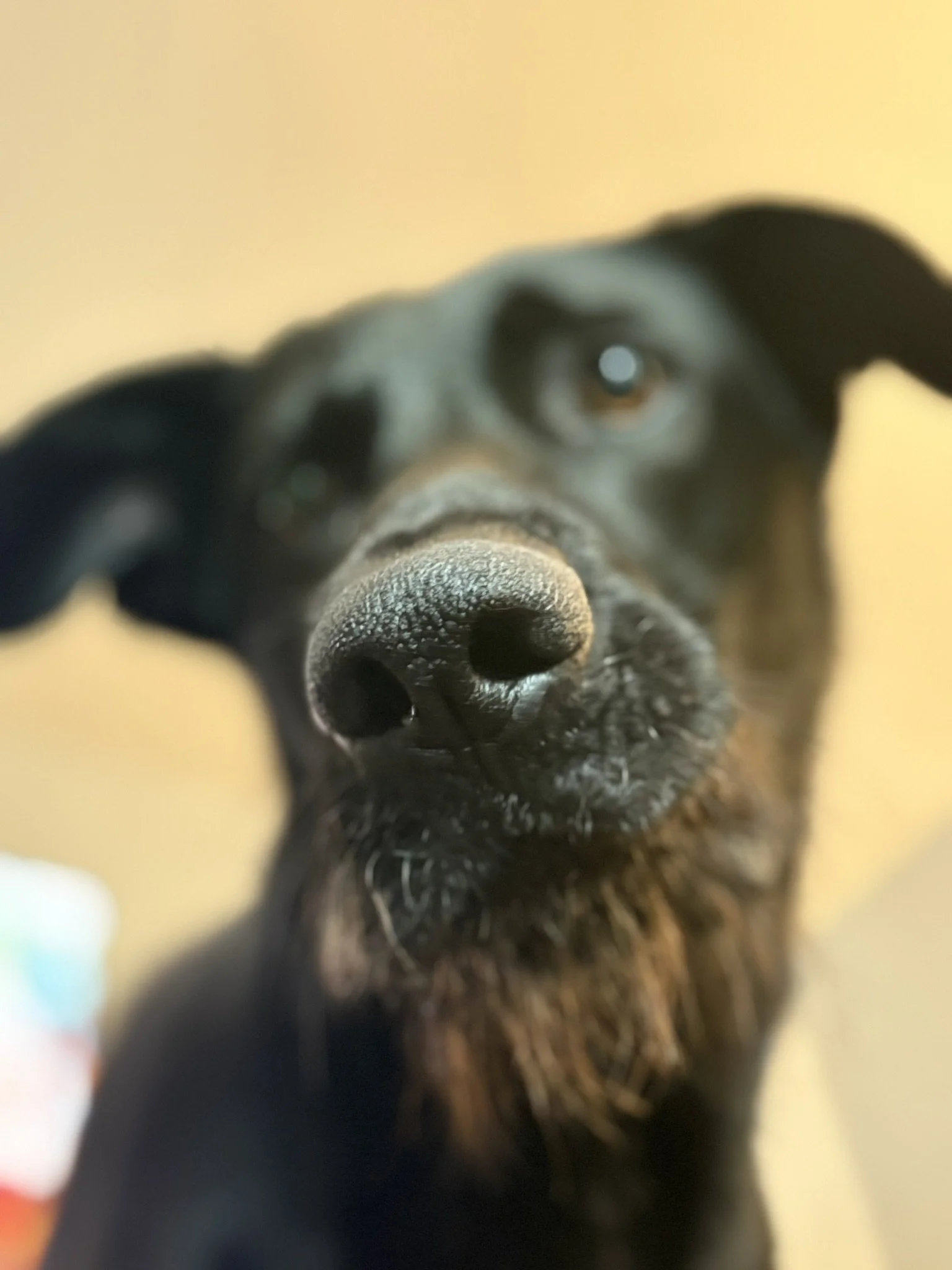 Close-up of a black and tan dog's face, focusing on its nose and eyes, with the dog looking directly at the camera.