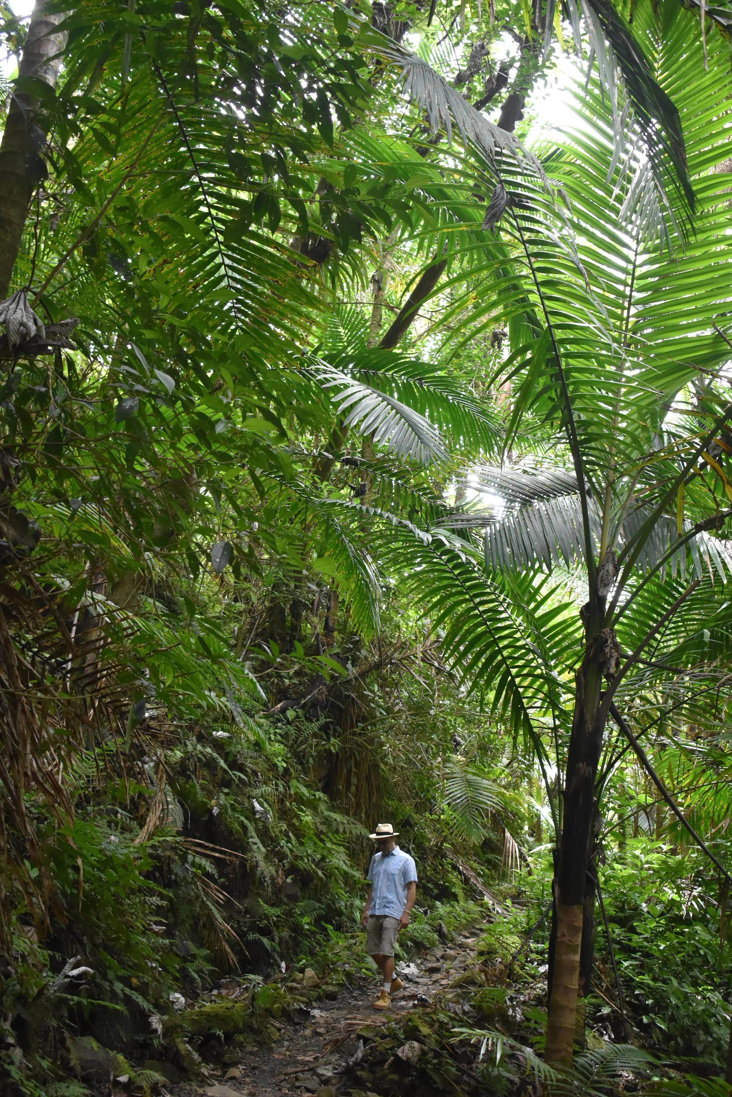 A person in a hat and casual clothing walking on a narrow trail through a dense tropical jungle with tall green palm and fern plants.