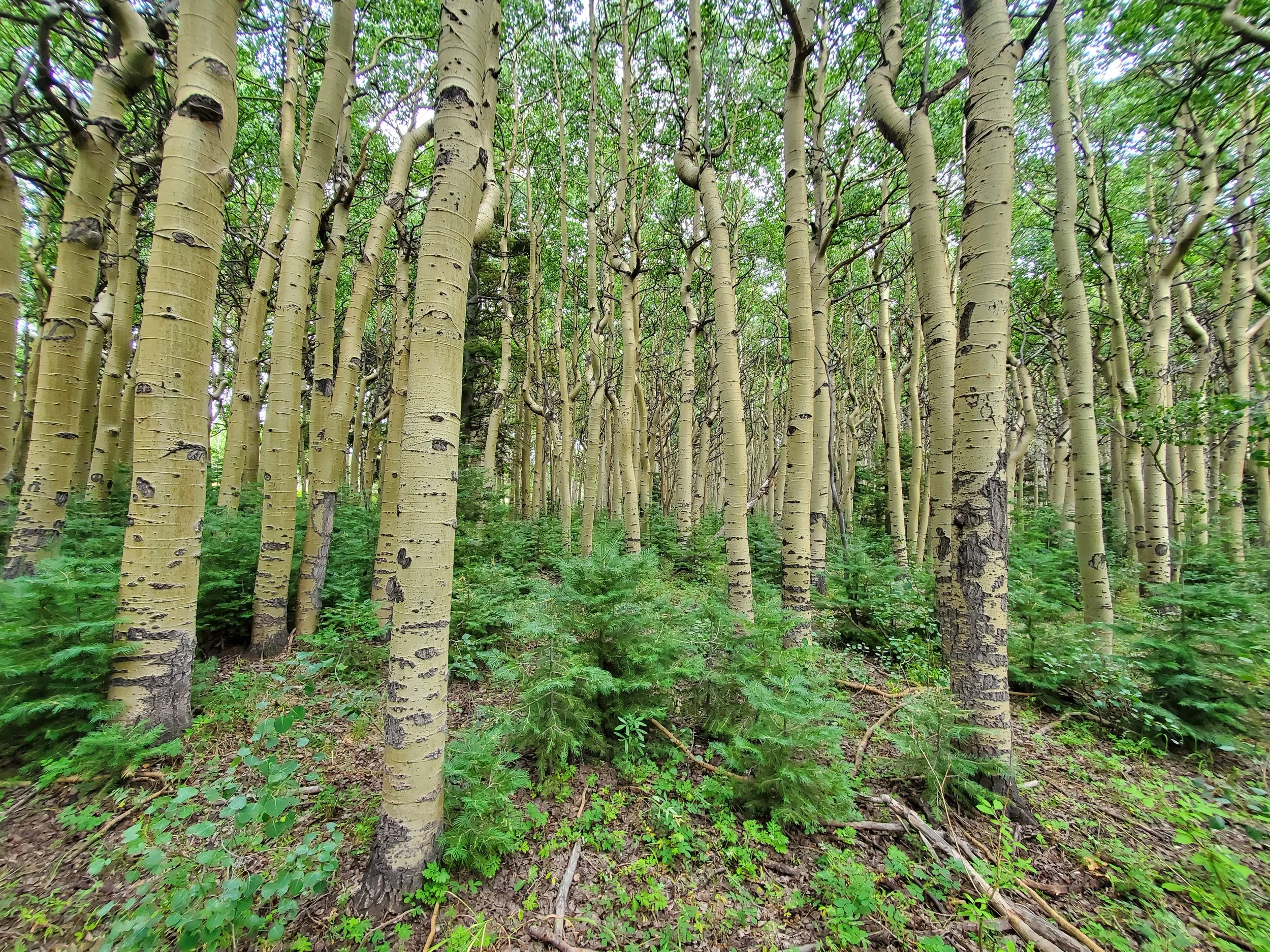 A forest of tall, slender aspens with white bark and black scars, dense green foliage and underbrush.