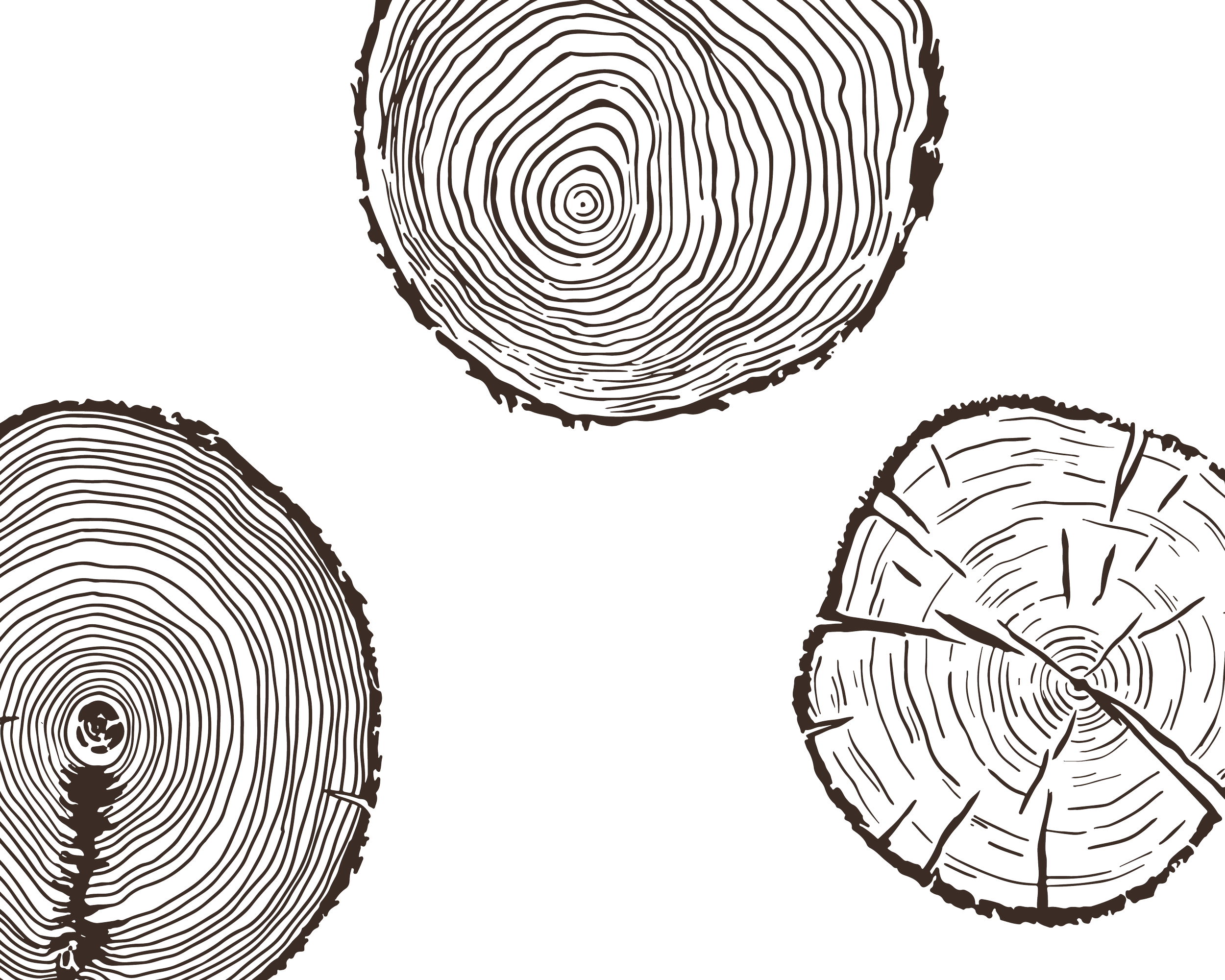 Close-up illustration of wood cross-sections showing the growth rings.