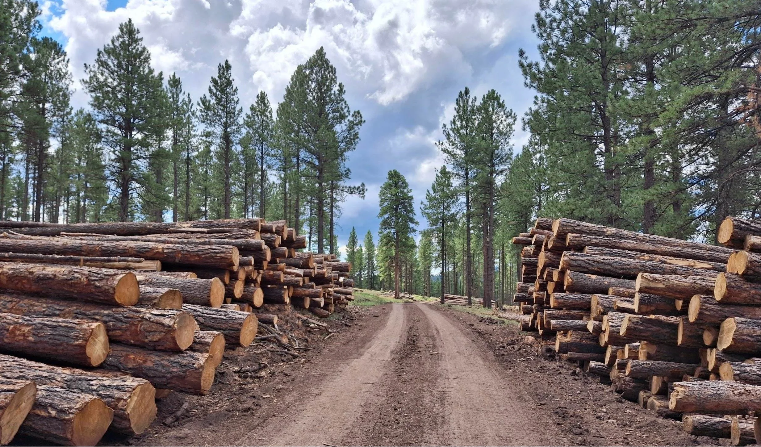 Stacked logs on either side of a dirt path in a pine forest under a partly cloudy sky.