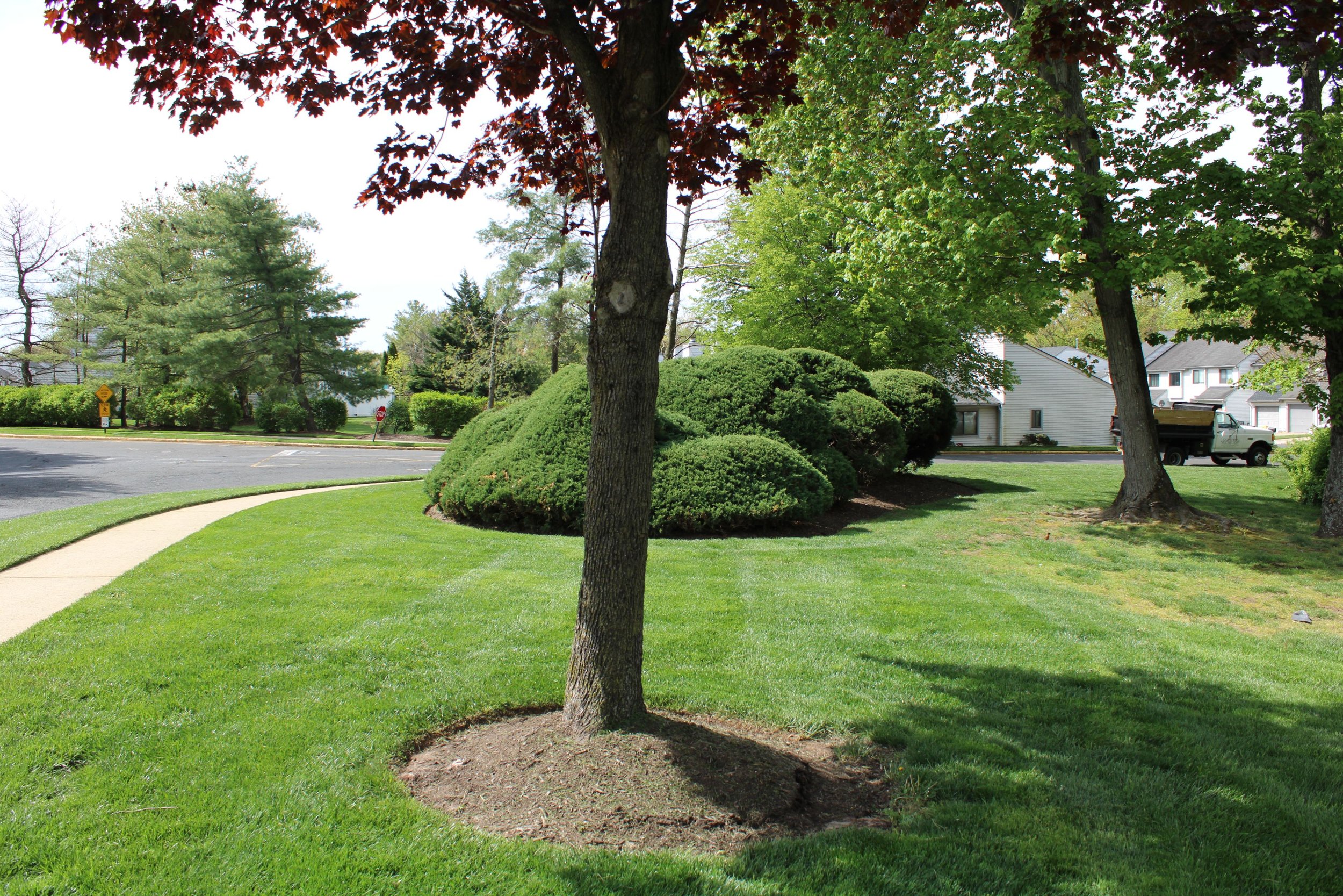 A tree with red leaves in foreground, other trees with green leaves in the background, a sidewalk, and houses with a truck parked nearby in a suburban neighborhood.